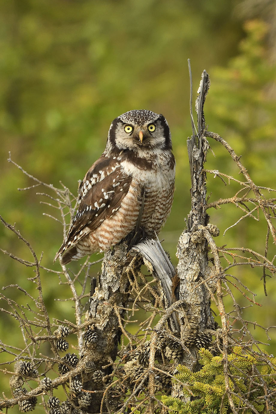 Northern Hawk Owl - © John Crawley (Copy)