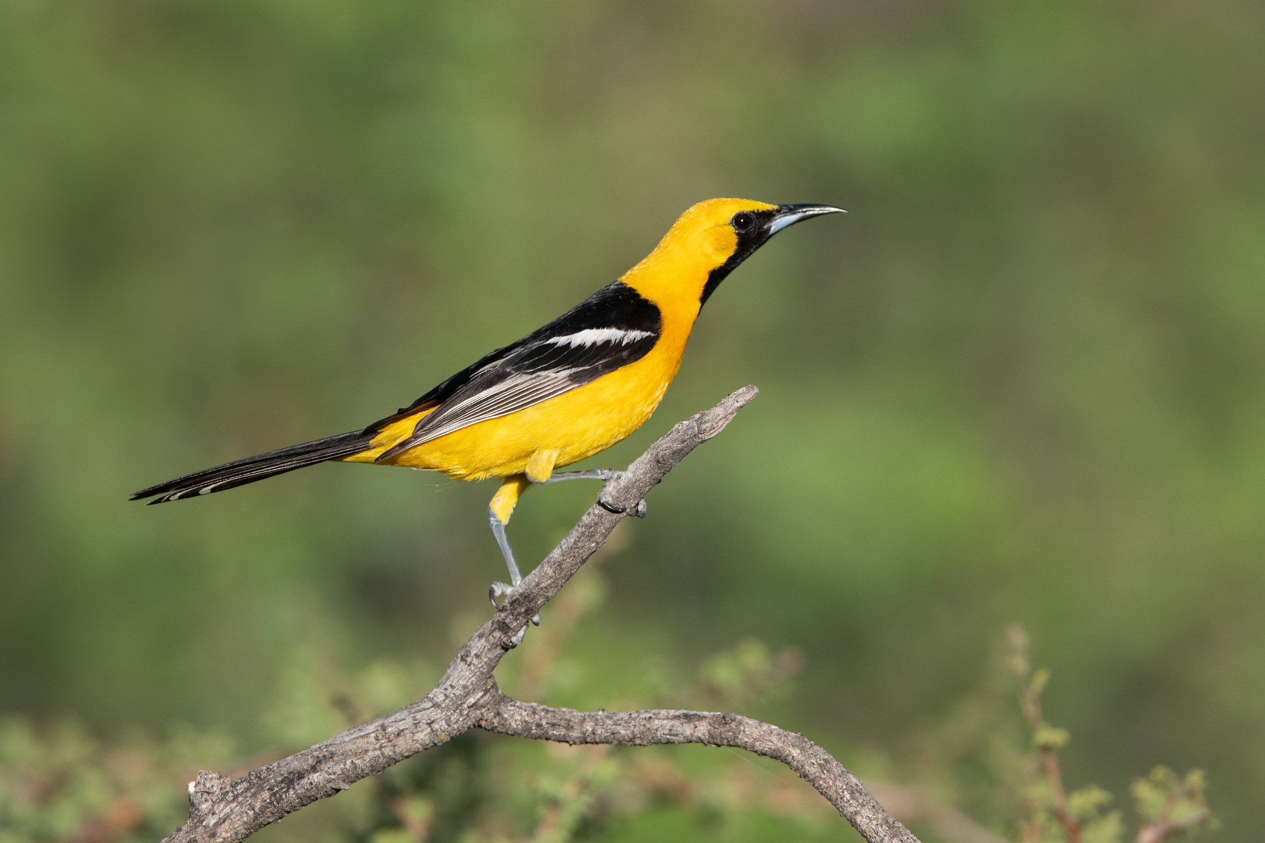 hooded_oriole_4817b35.jpg