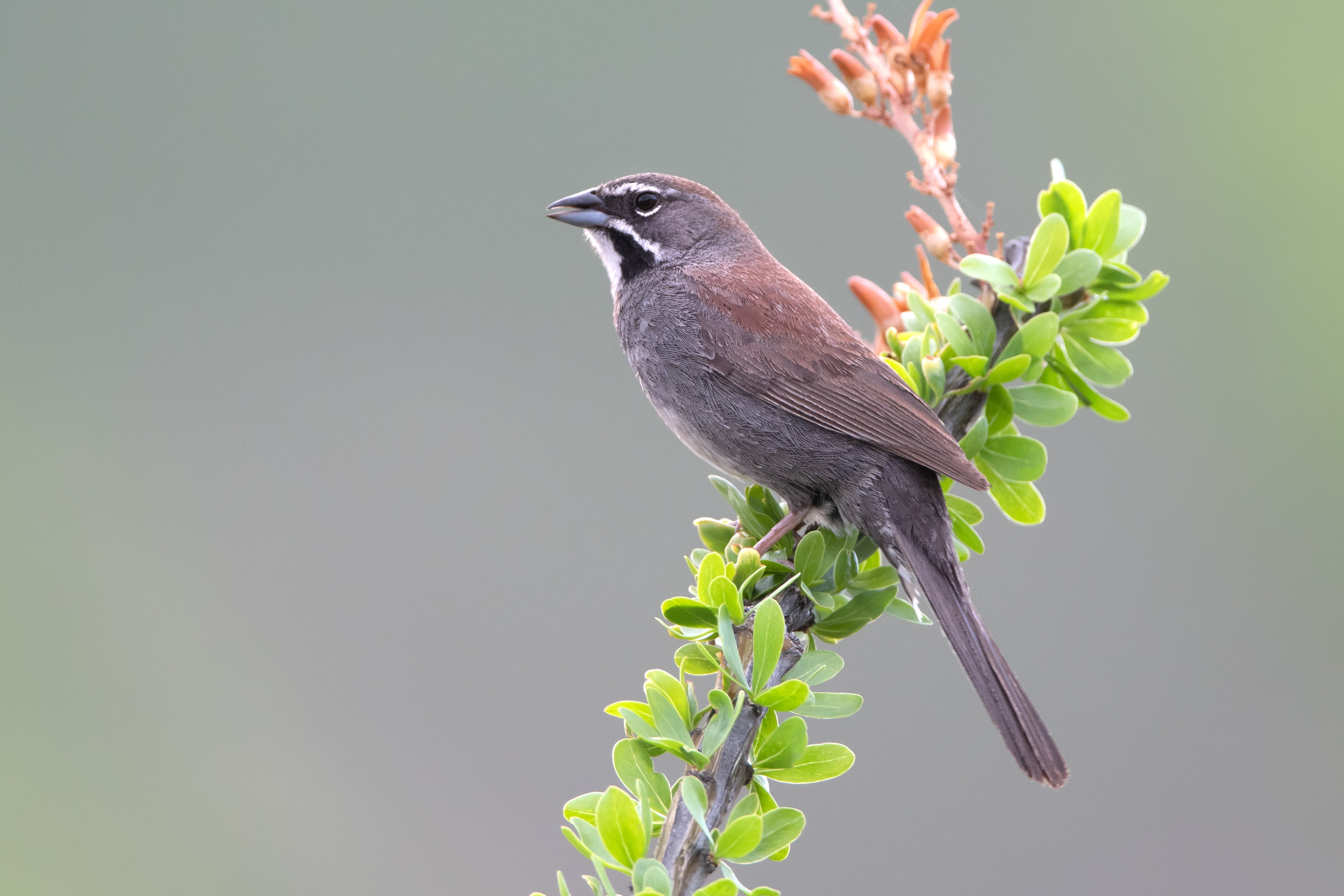 five-striped_sparrow_3776b.jpg