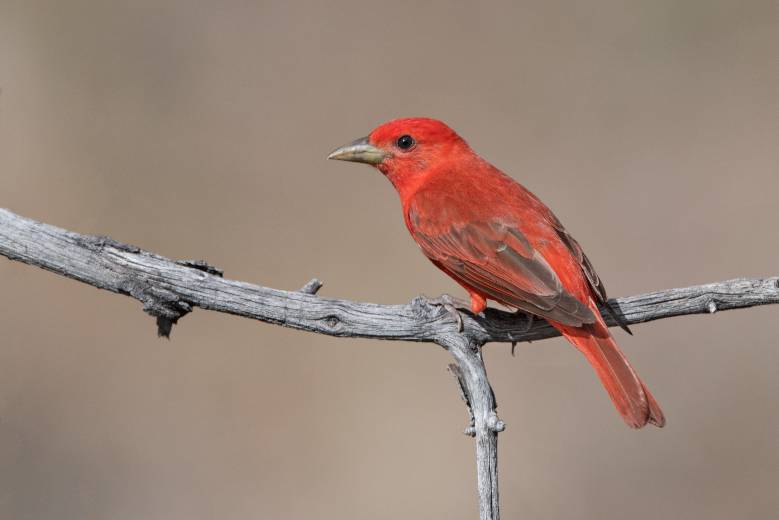 summer_tanager_3640b.jpg