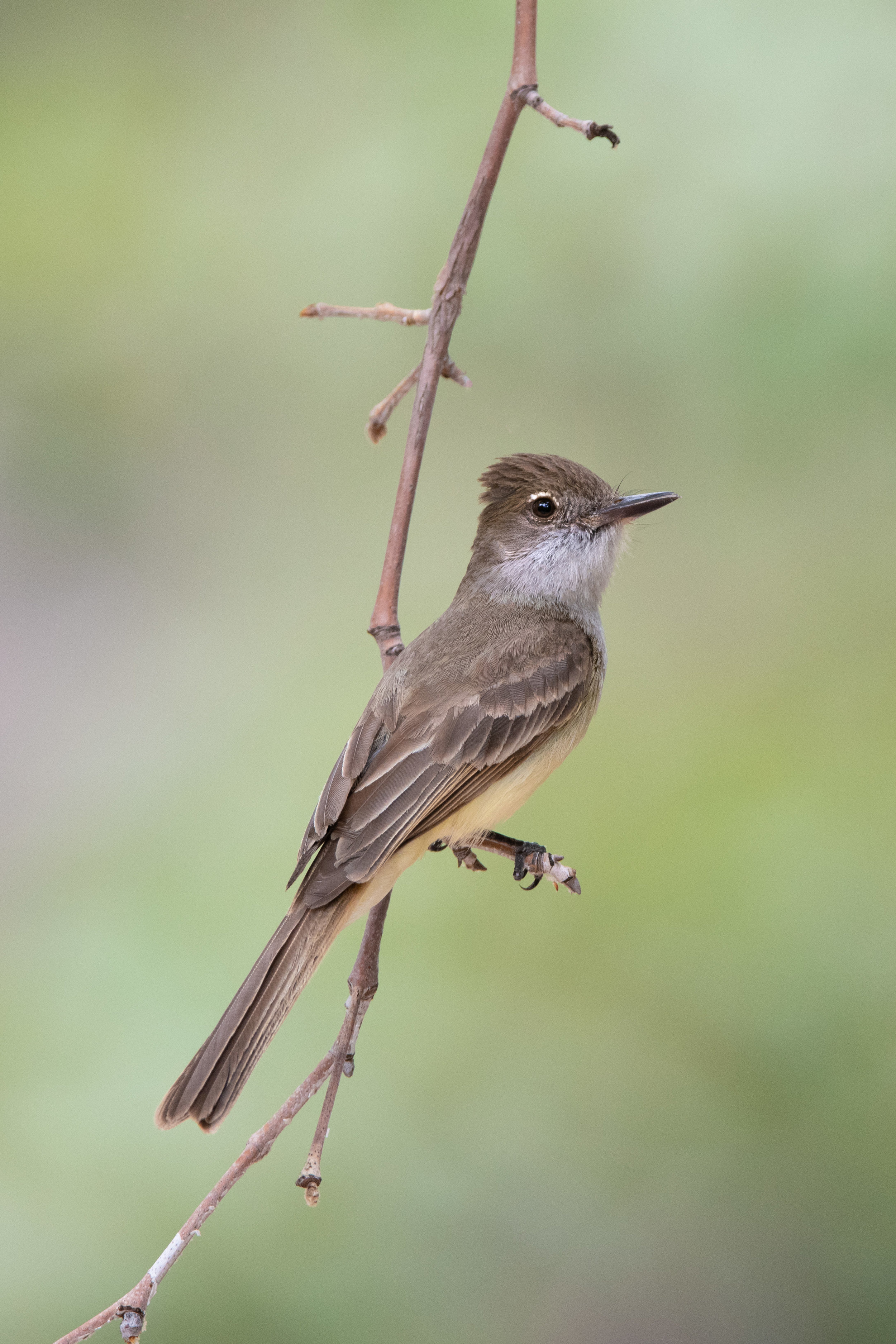 brown-crested_flycatcher_4663b.jpg