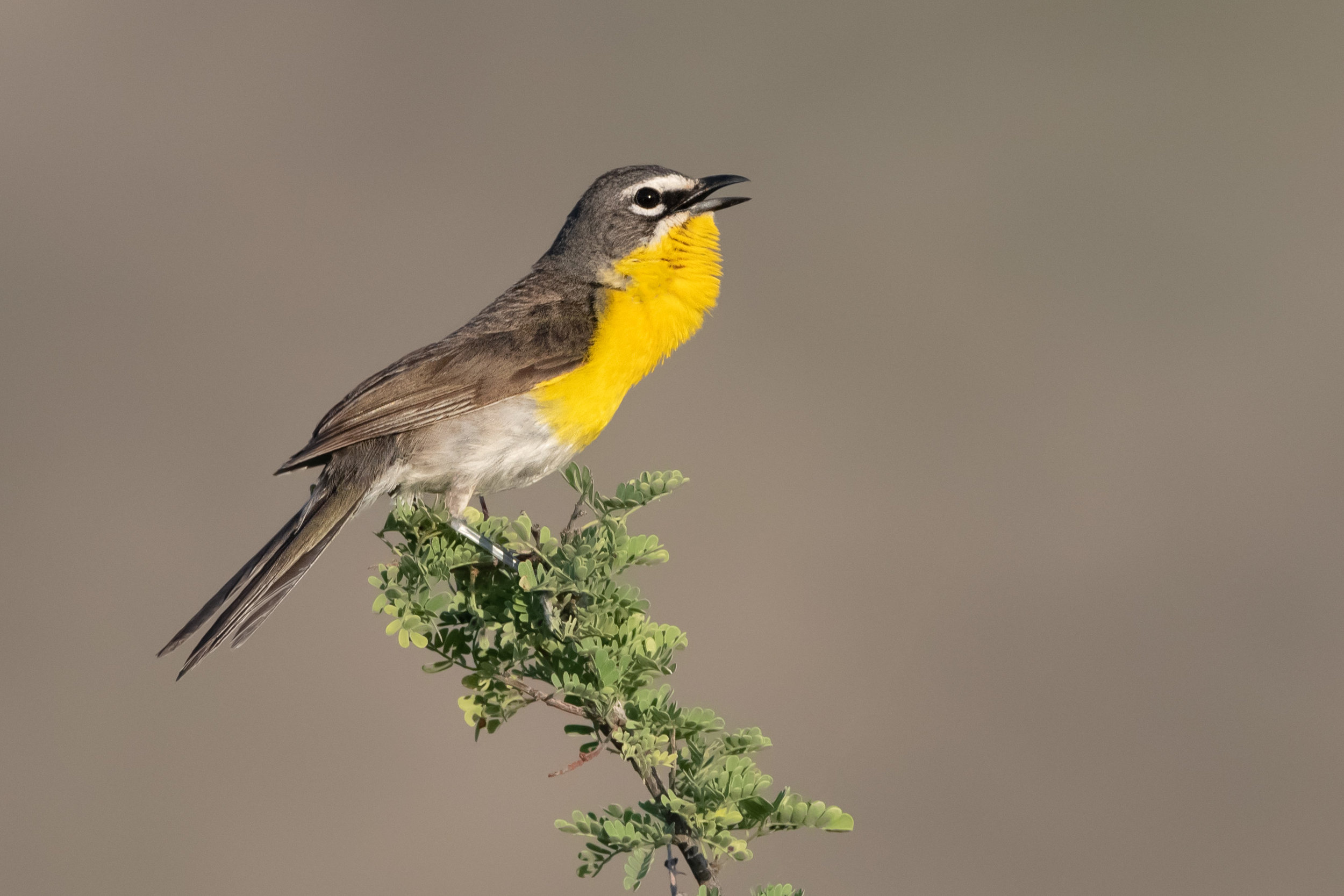 yellow-breasted_chat_4413b.jpg