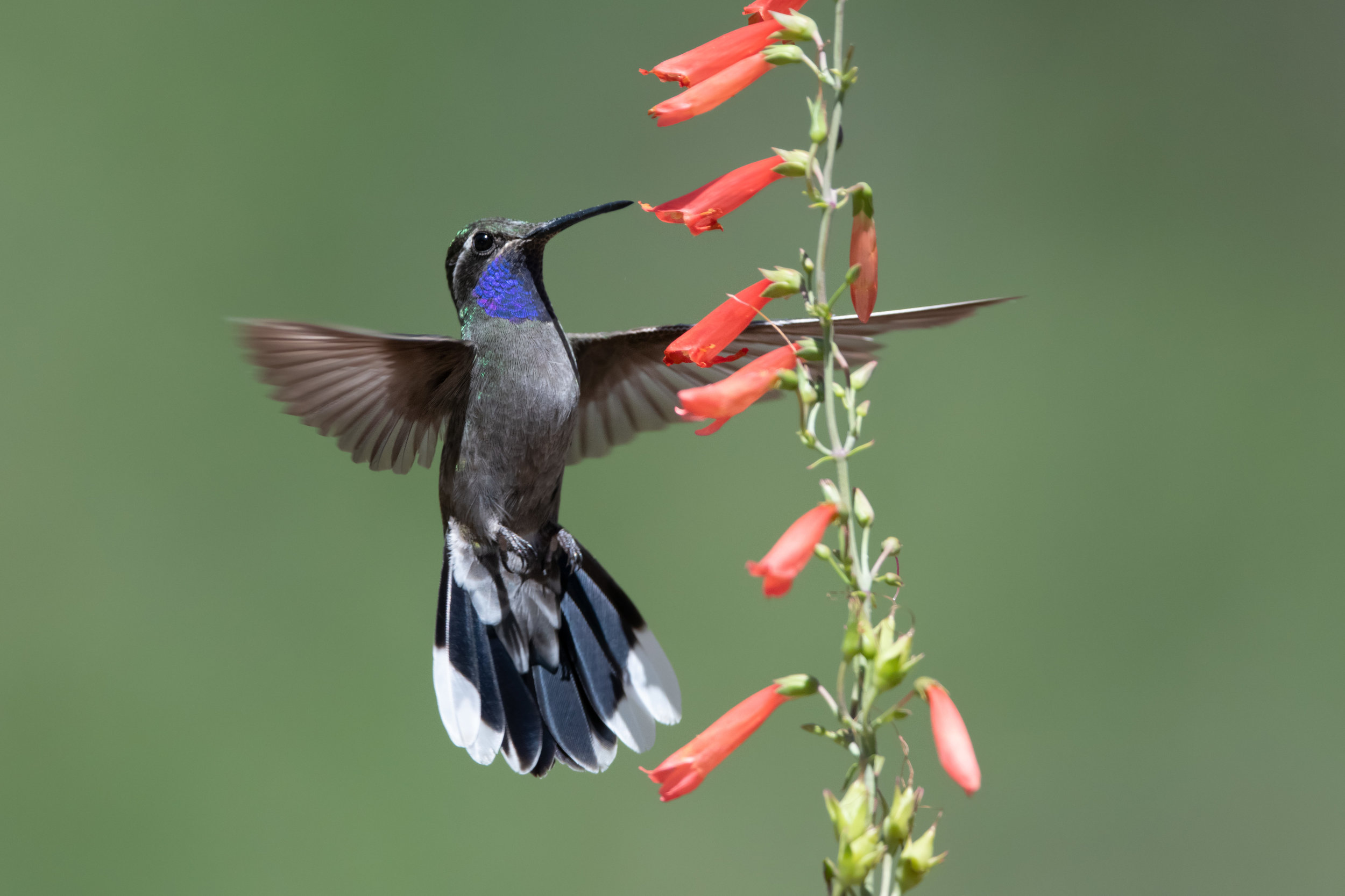 blue-throated_hummingbird_5030b.jpg