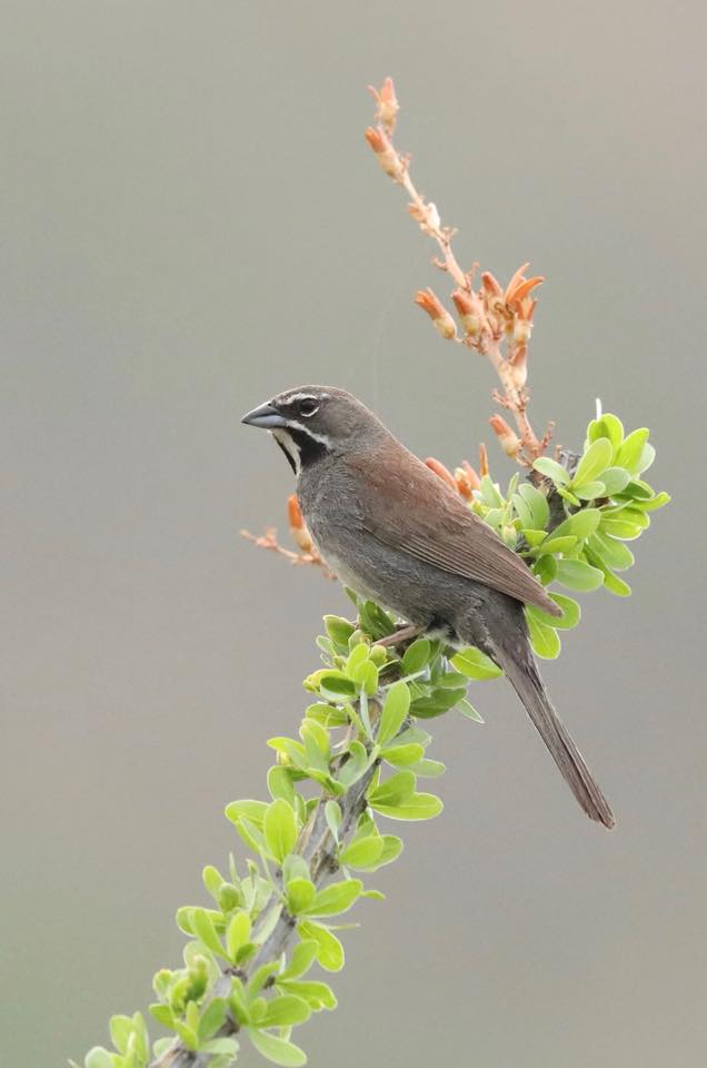 Copy of Five-striped Sparrow © Kathy Petersen