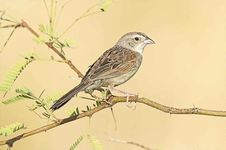 Copy of Botteri's Sparrow © Tony Temple