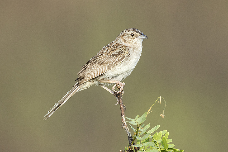 Copy of Cassin's Sparrow © Tony Temple