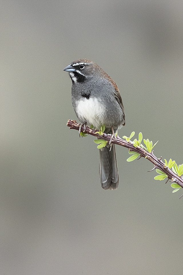 Copy of Five-striped Sparrow © Tony Temple
