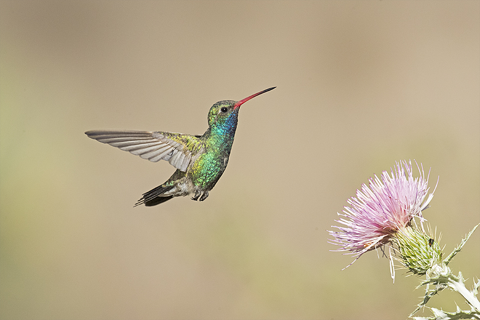 Copy of Broad-billed Hummingbird © Tony Temple