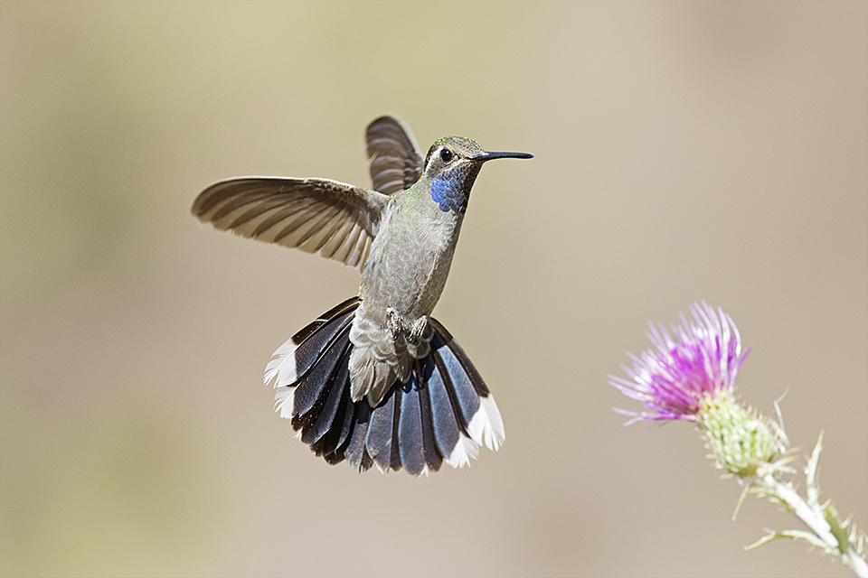 Blue-throated Hummingbird © Tony Temple