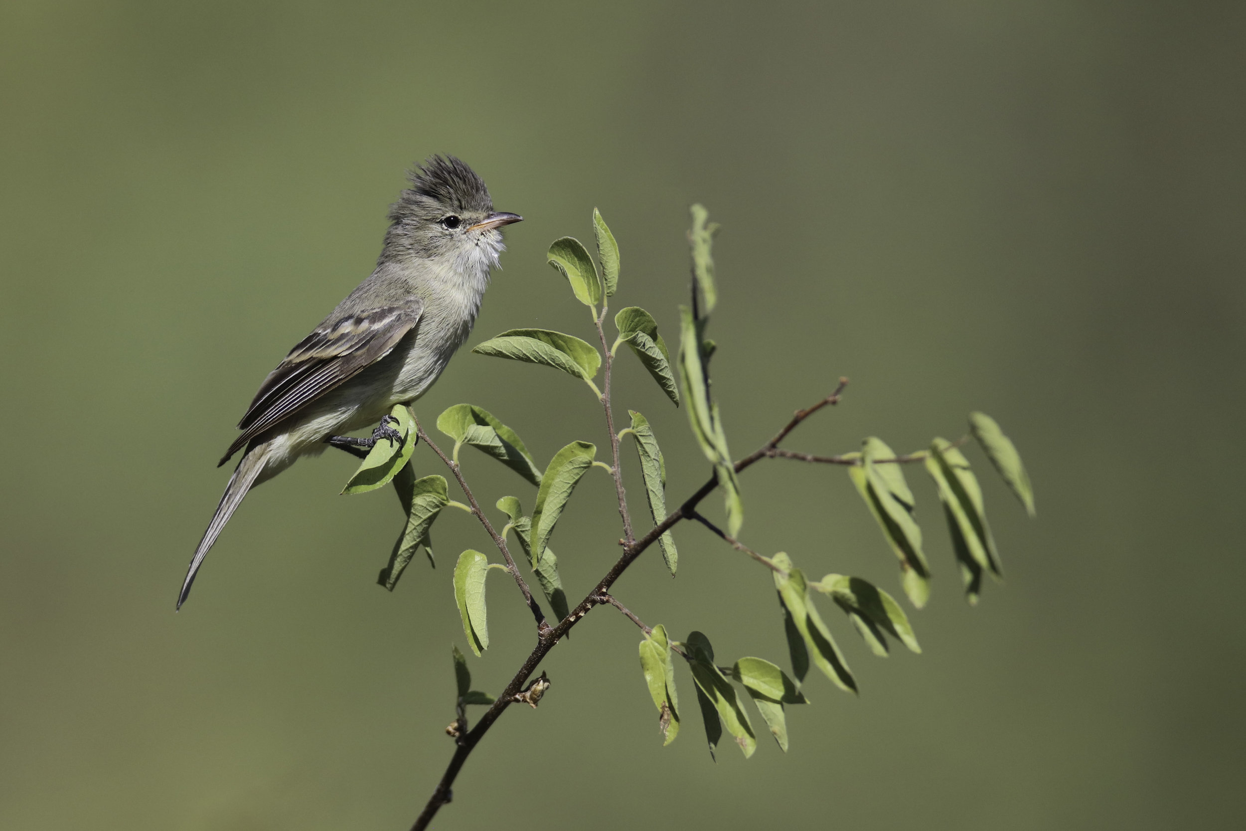 Northern Beardless-tyrannulet_22296_fef9759de0_o.jpg