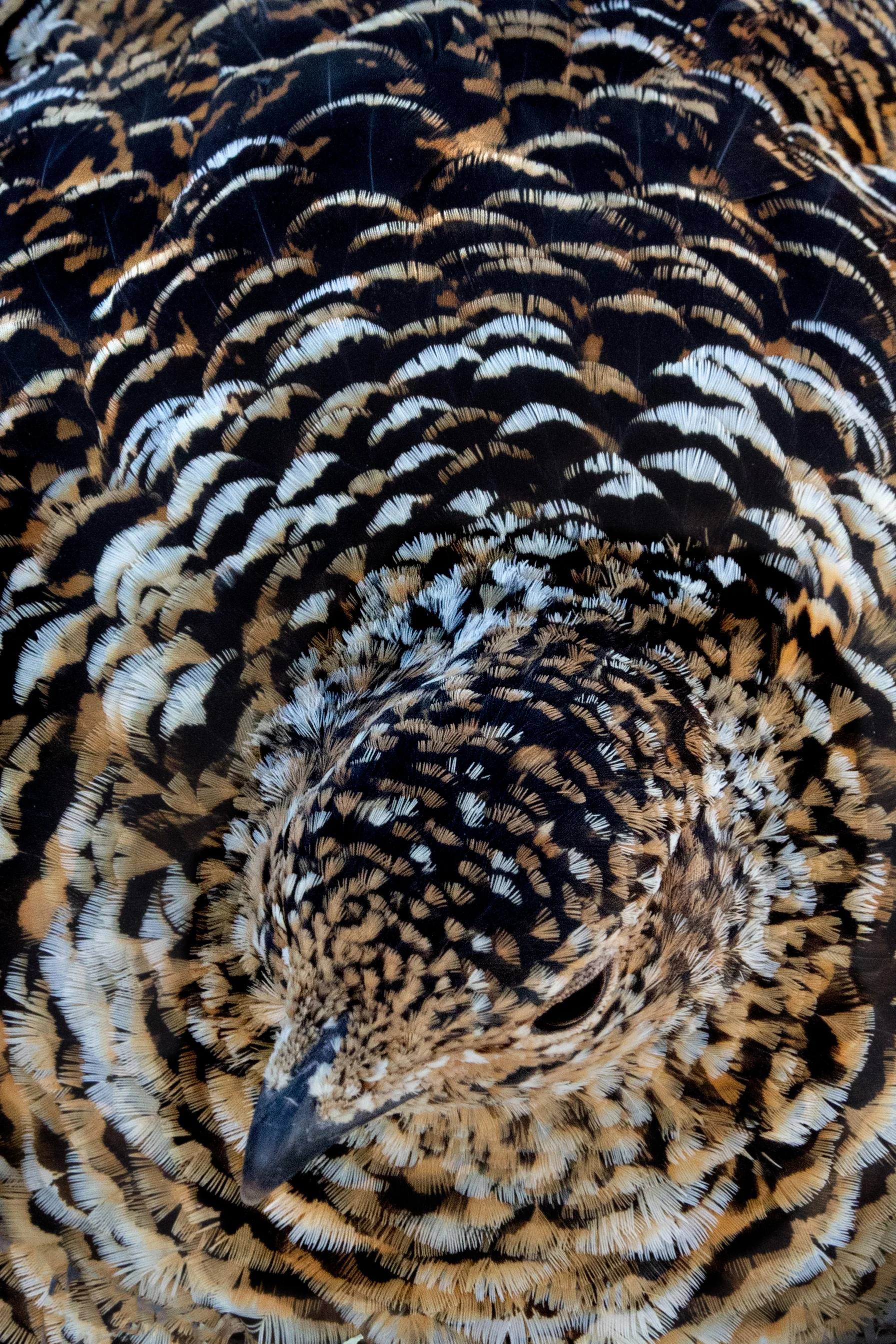 rock_ptarmigan_0R6A3630-2b.jpg