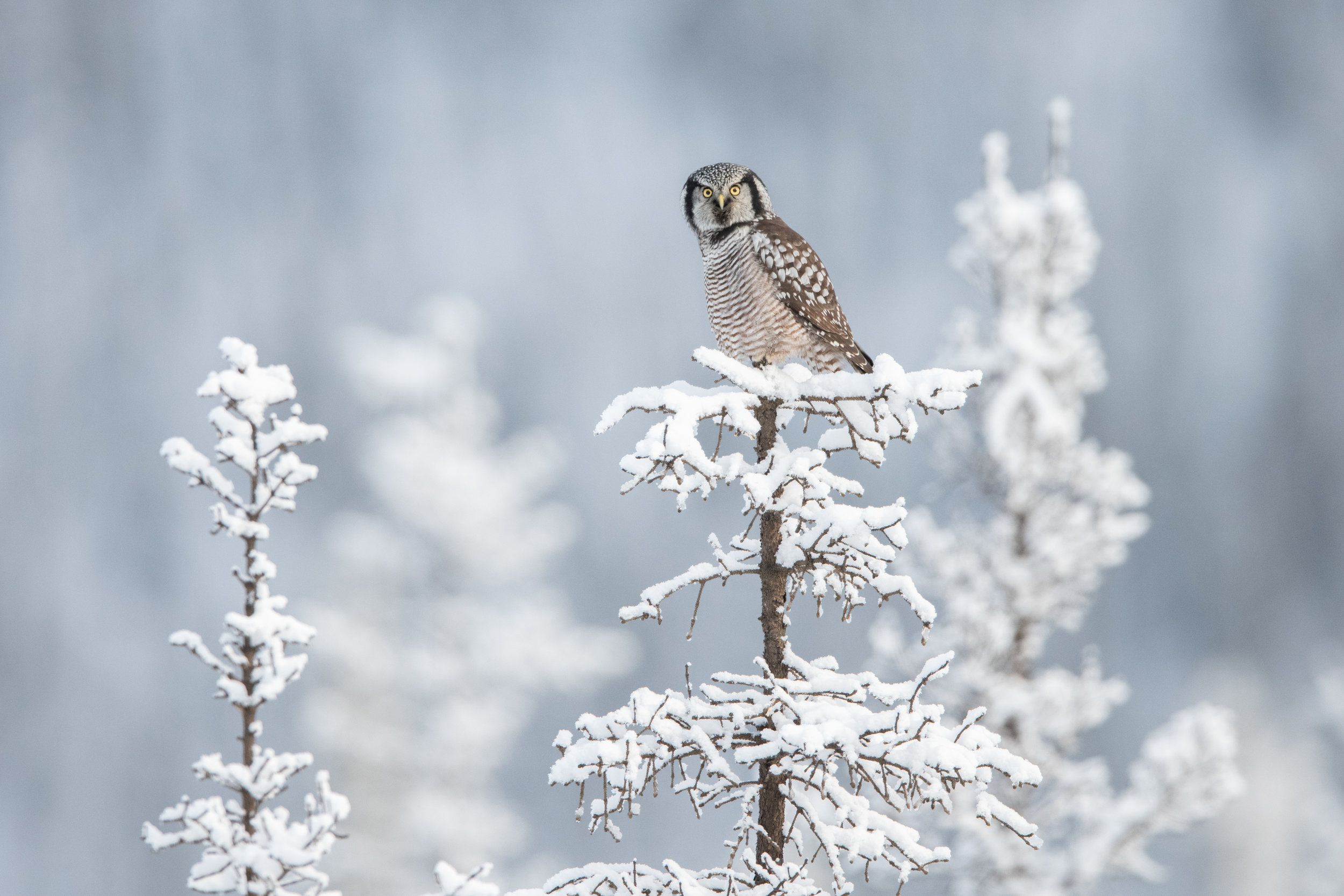 northern_hawk_owl_001_1710b.jpg