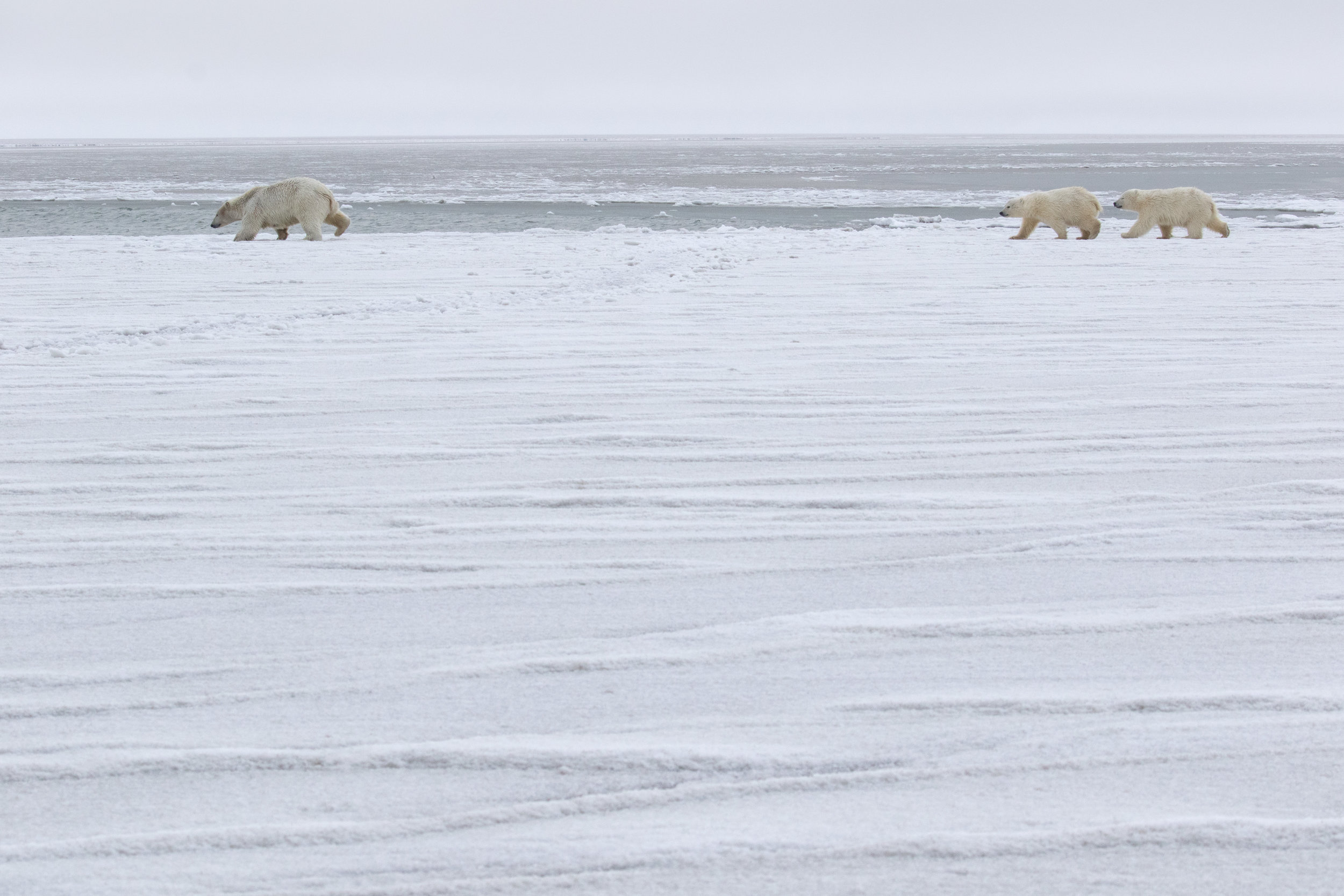 polar_bear_0R6A5004b.jpg