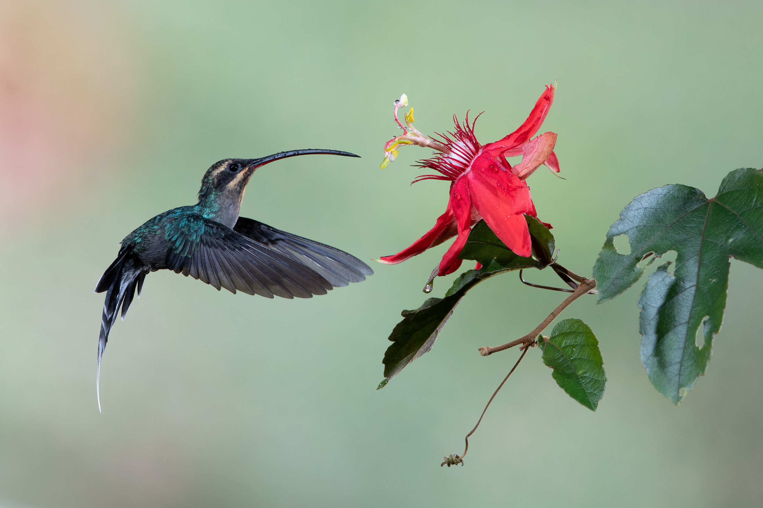 hermit_hummingbird_001_0983.jpg