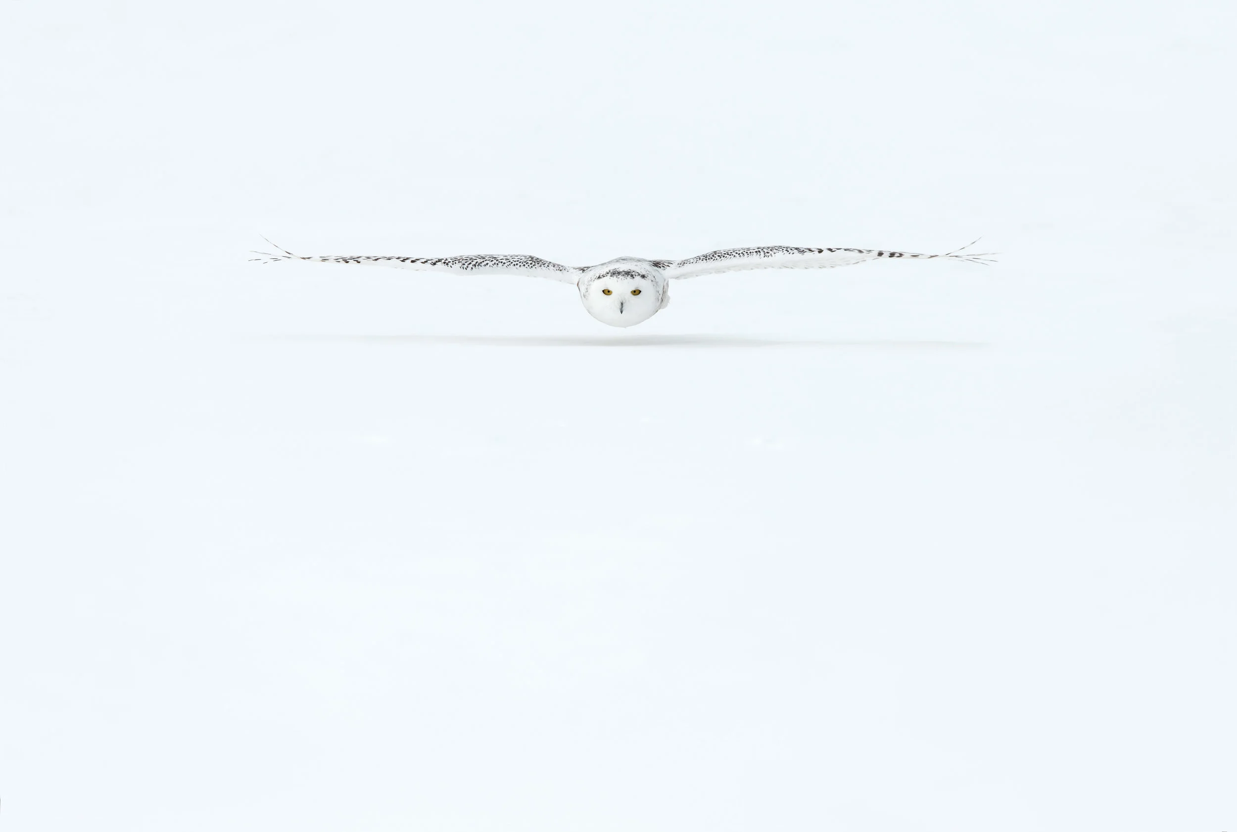 snowy_owl_002_2835b.jpg