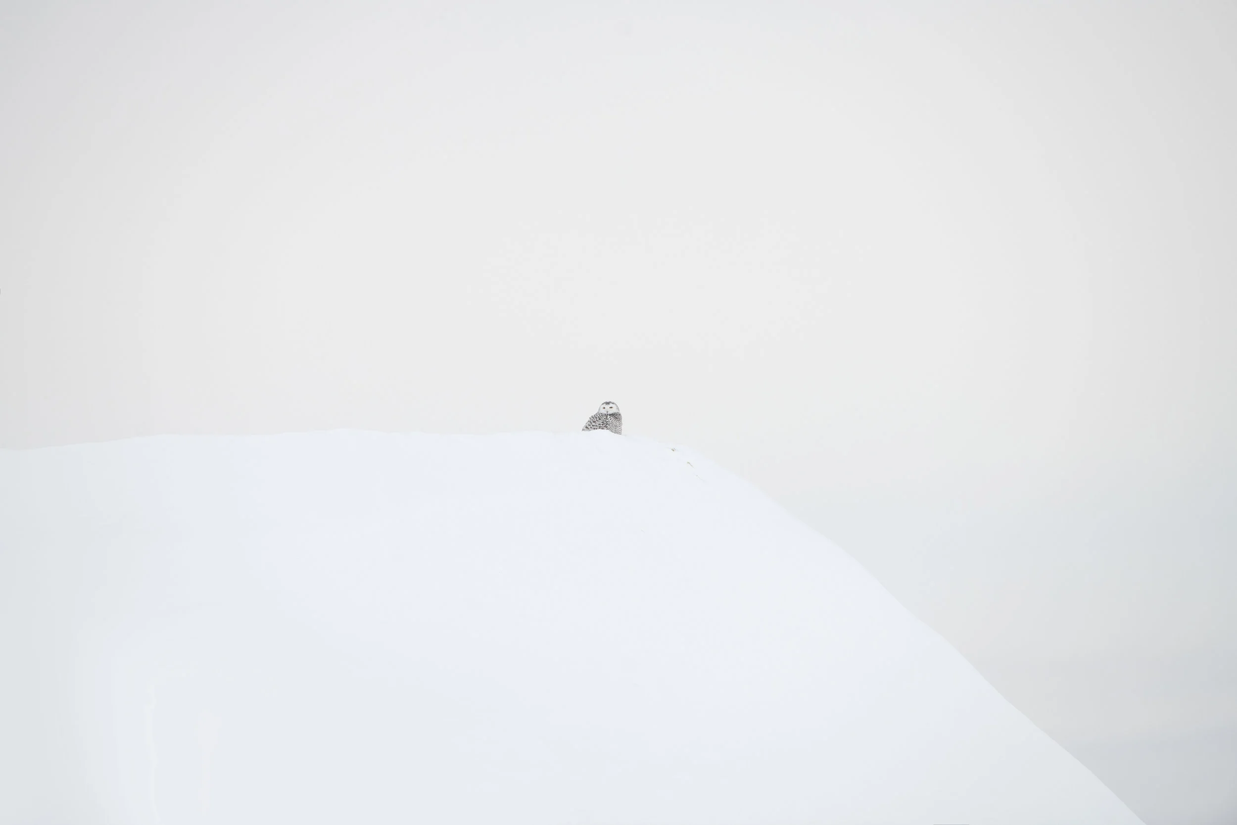 snowy_owl_002_1976.jpg