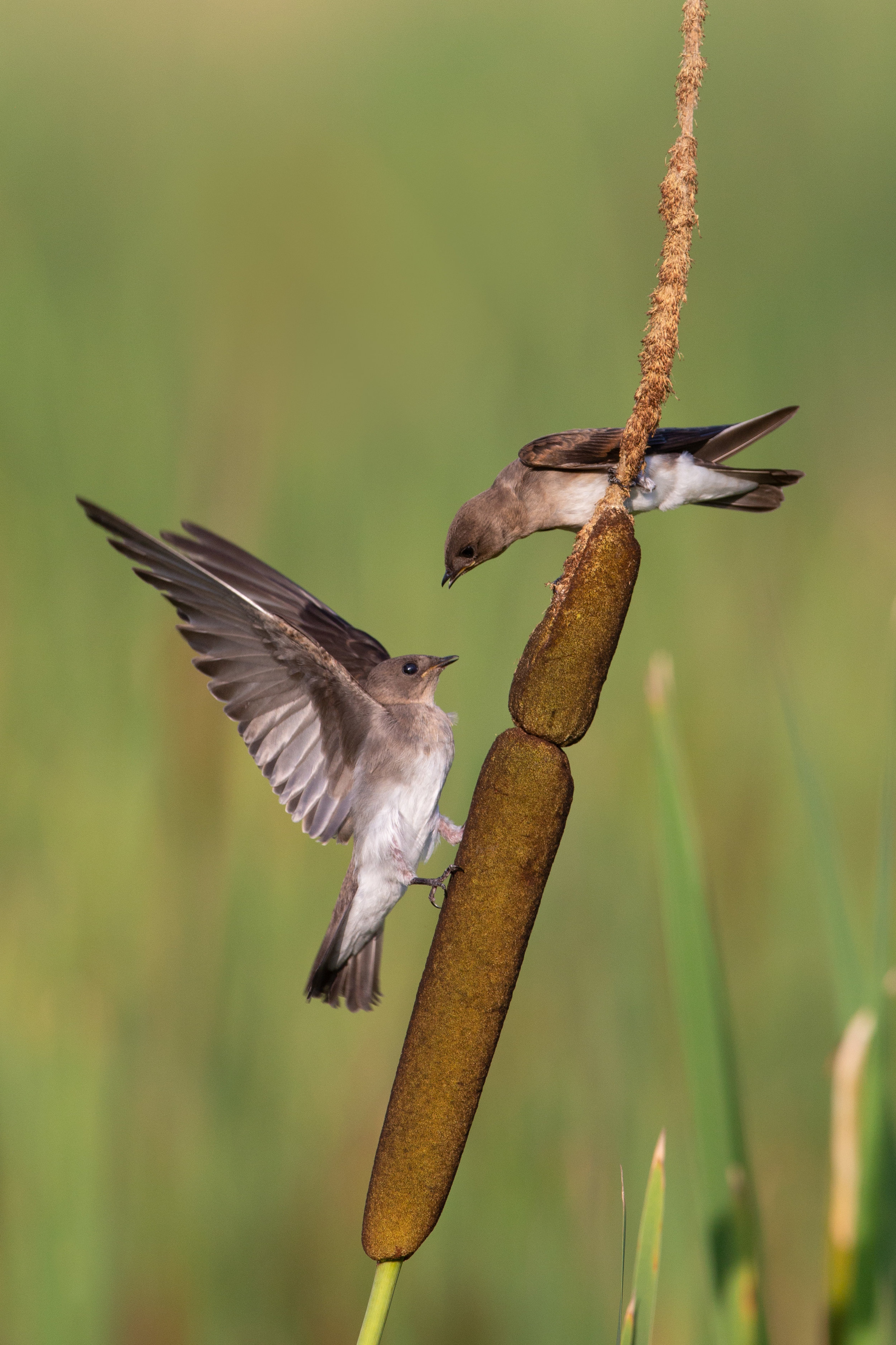 northern_rough-winged_swallow_8500b.jpg