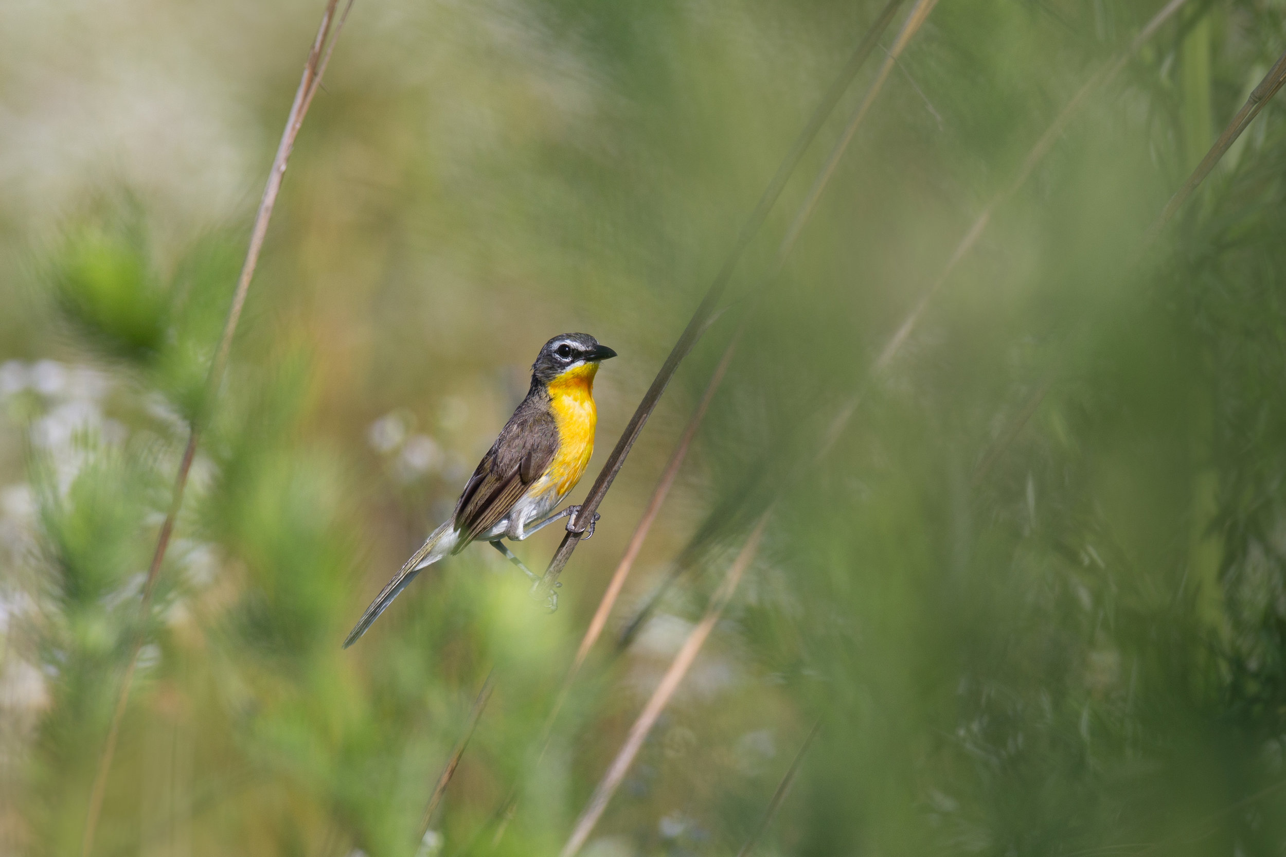 yellow-breasted_chat_8767b.jpg