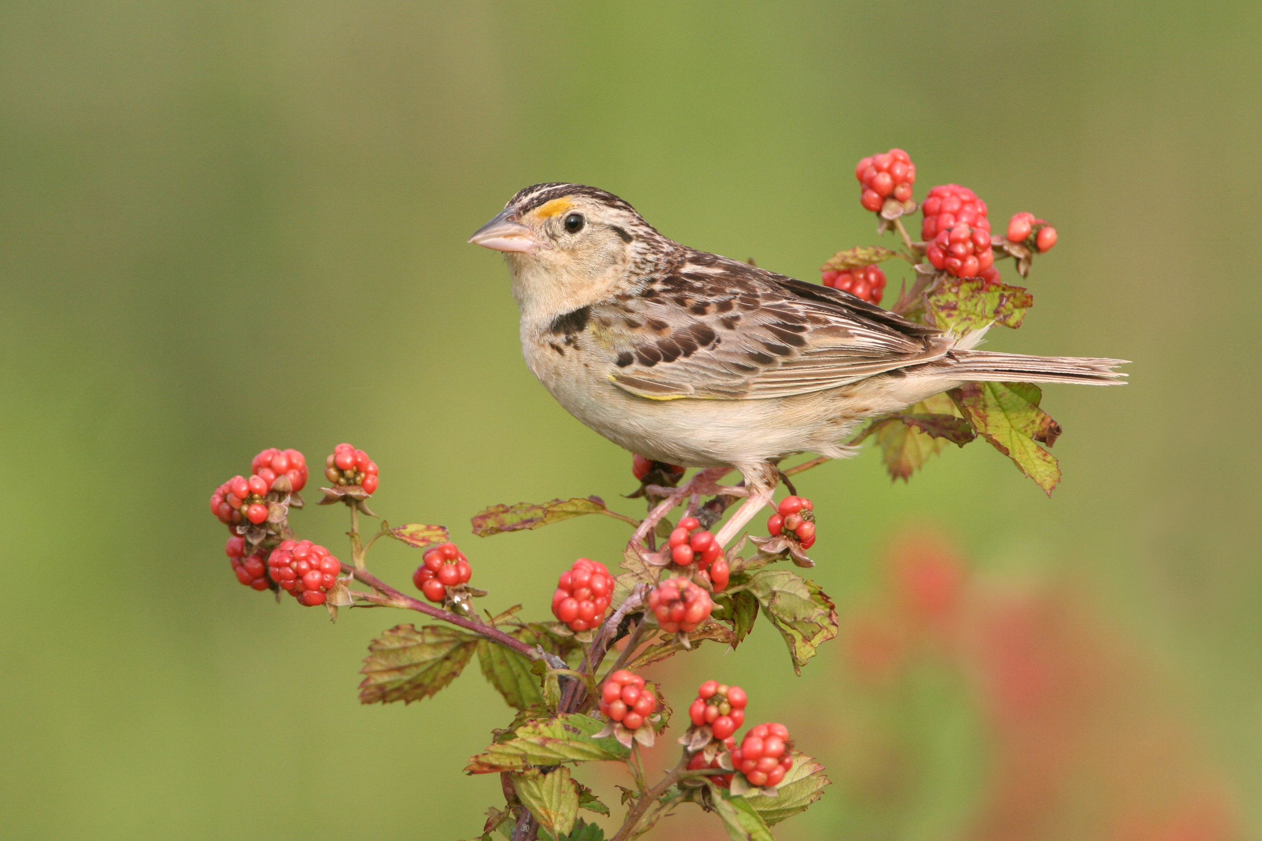 grasshopper_sparrow_0030635b.jpg