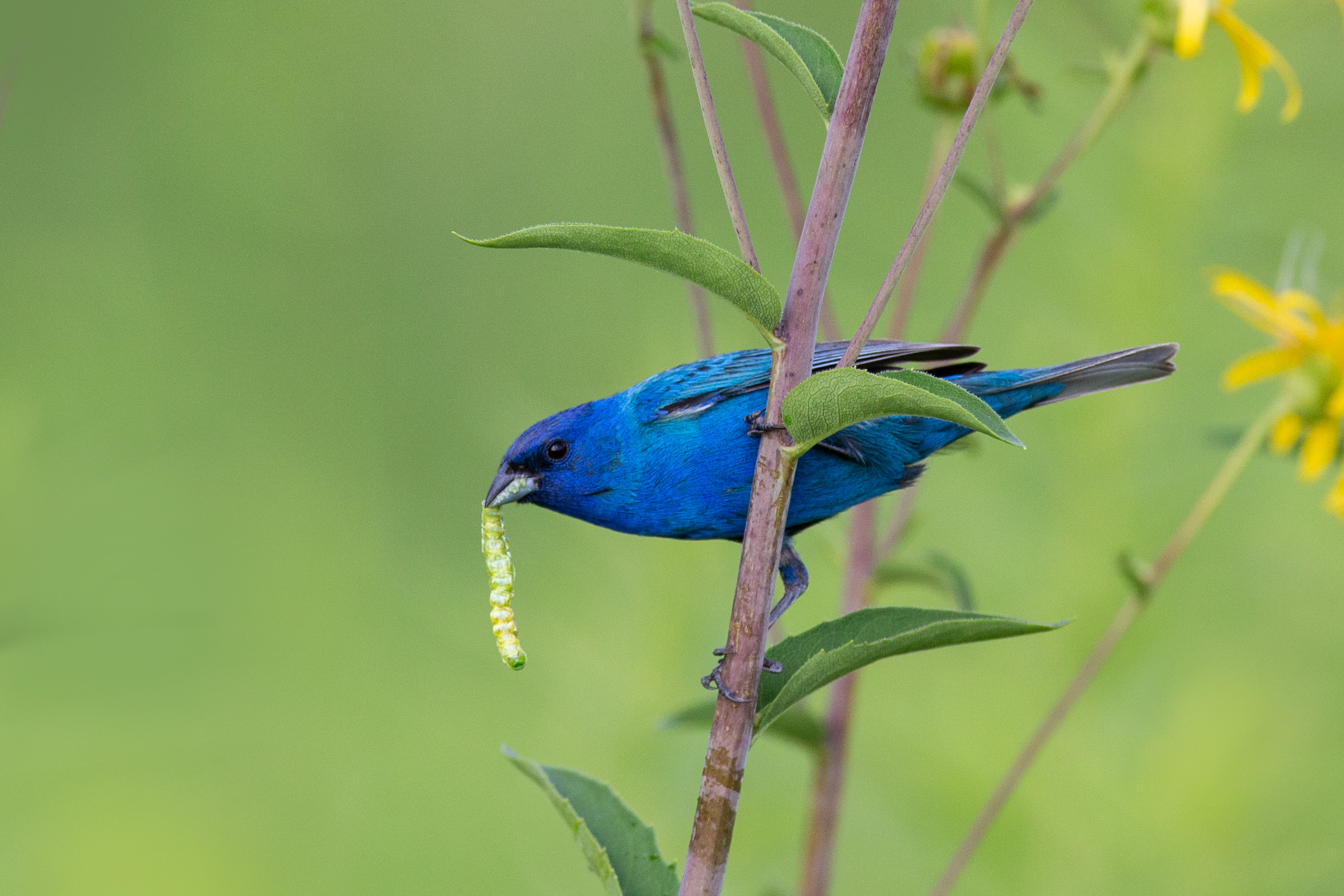 Indigo_bunting_8952b.jpg