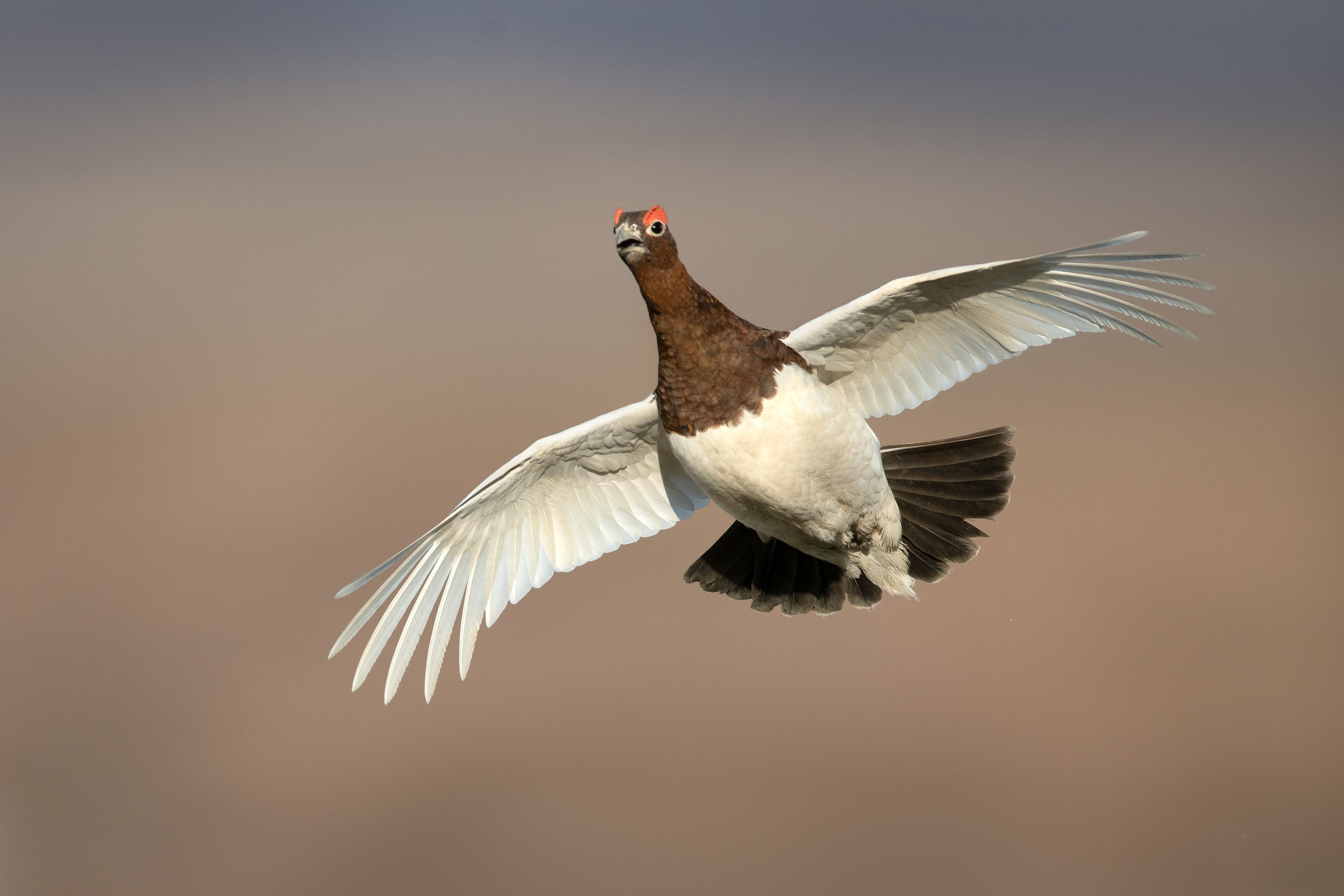 willow_ptarmigan_003_2071c.jpg