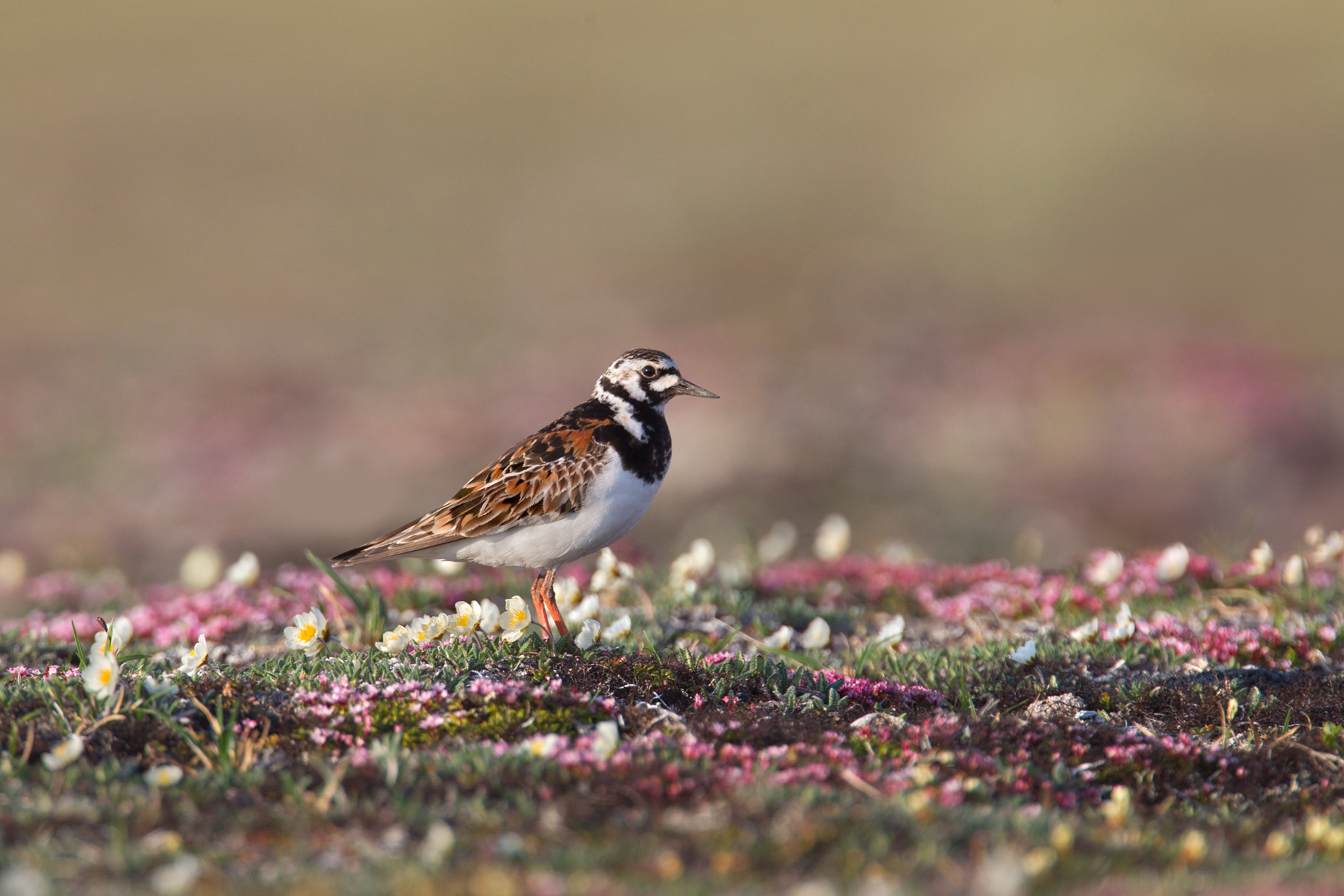 turnstone_00442497c.jpg