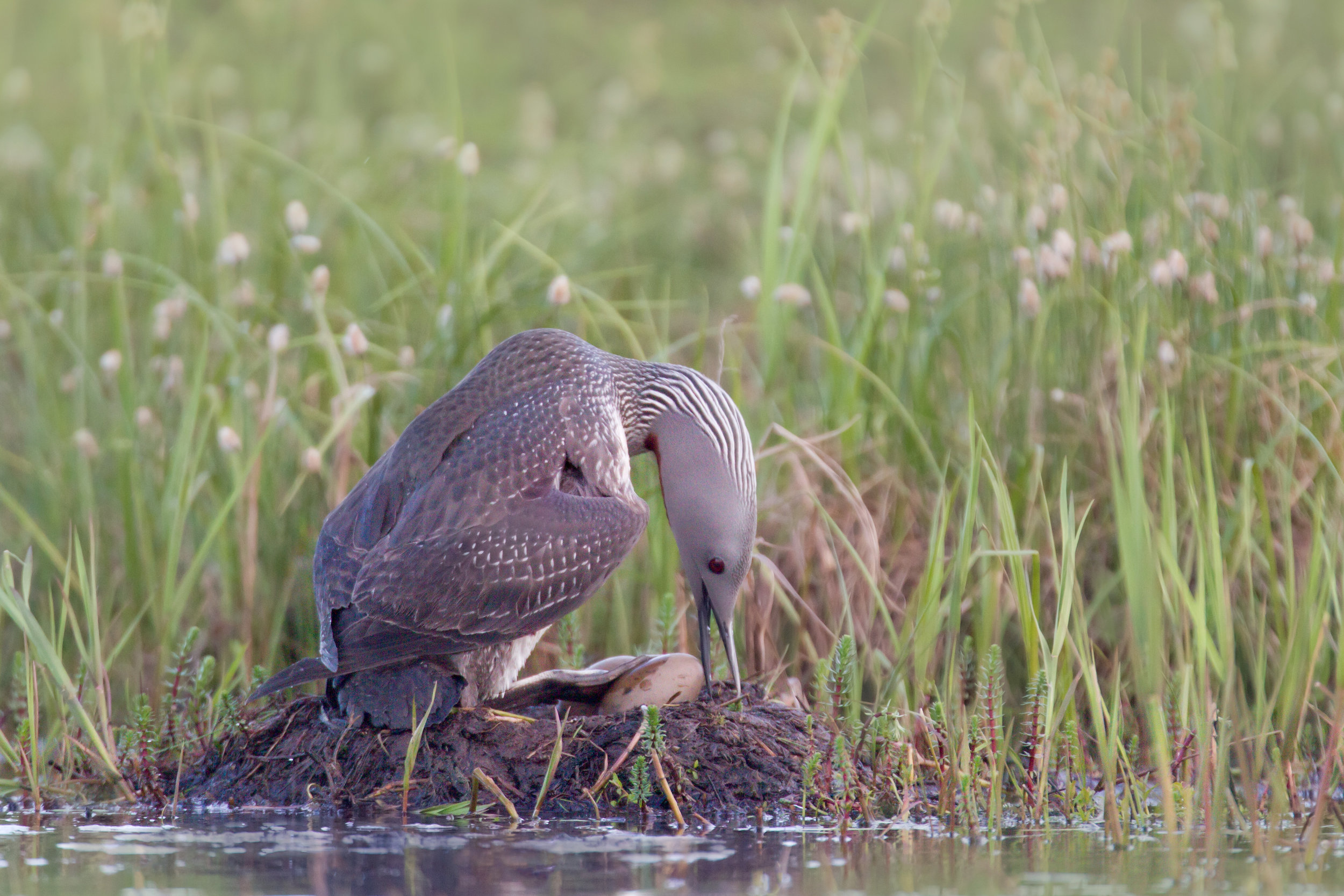 red-throated_loon_00450659b-Edit.jpg