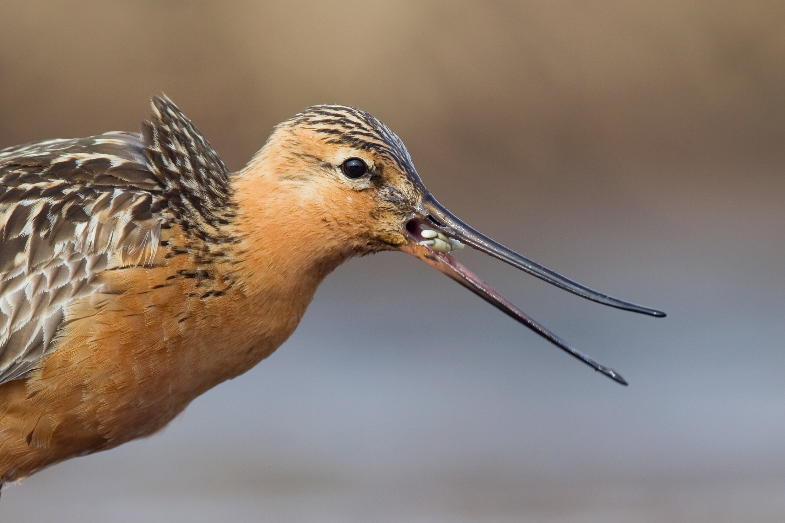 bar-tailed_godwit_EI8C0241521b.jpg