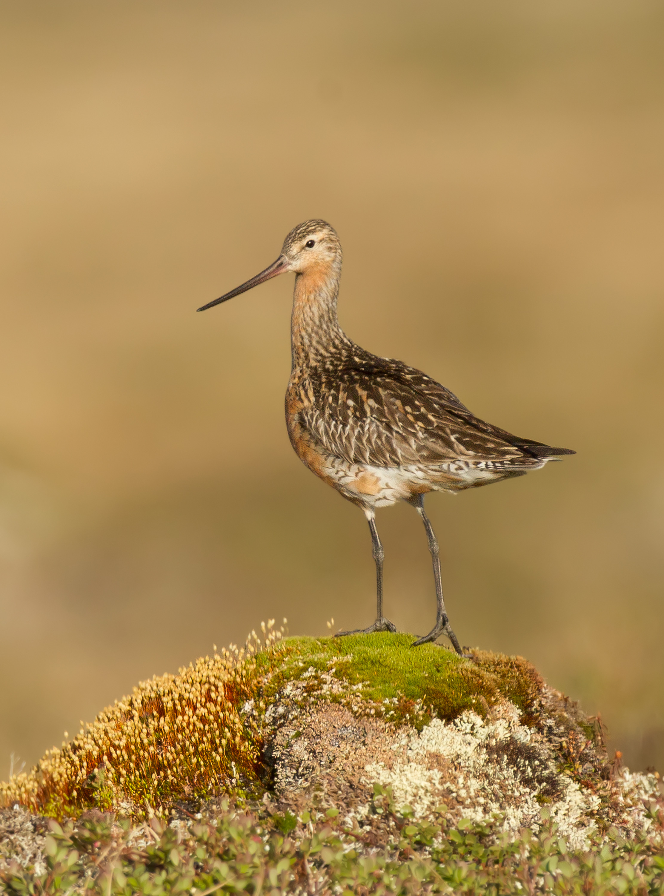 bar-tailed_godwit_00406260c.jpg