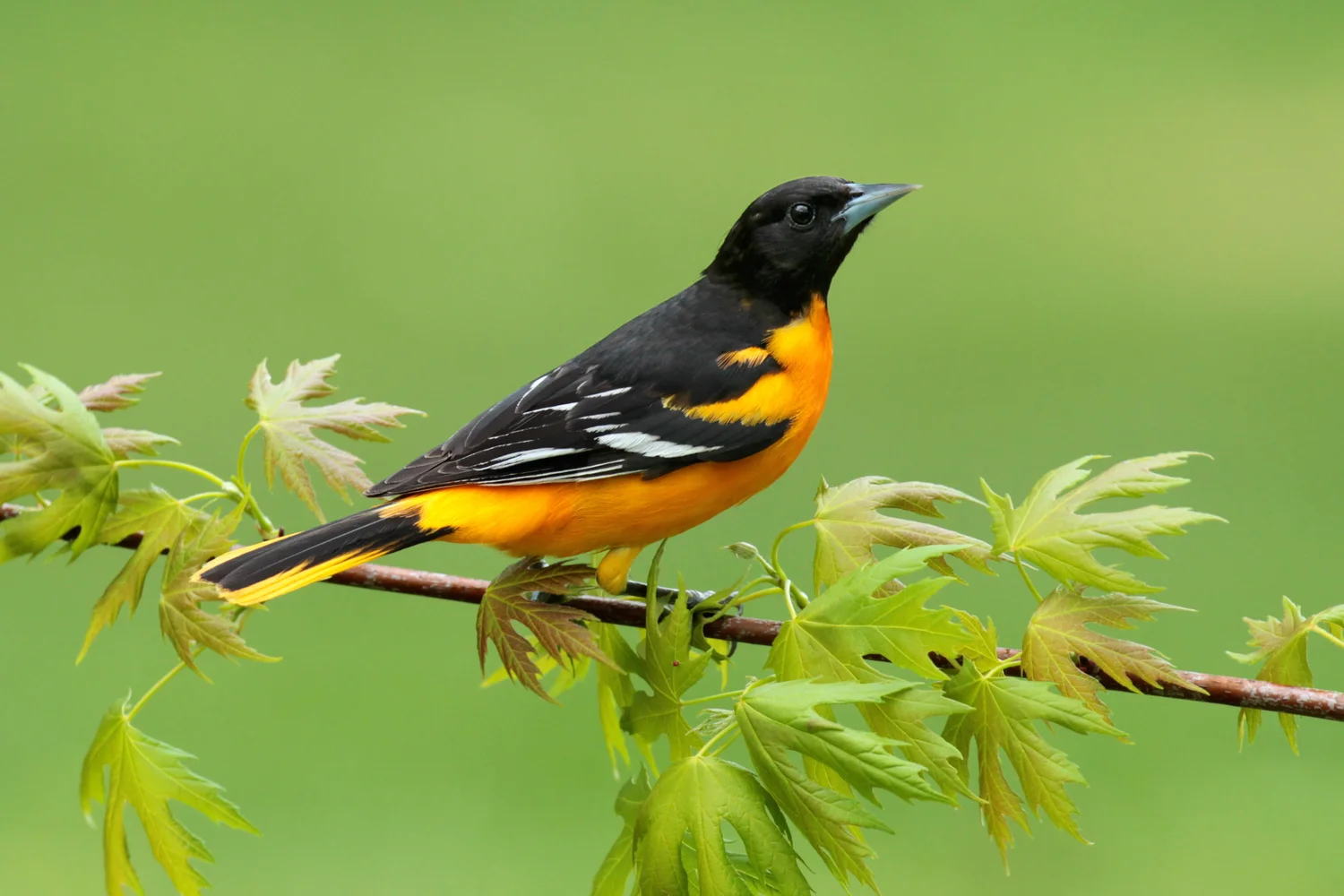 Rare Ohio Birds: Discover Stunning Species You Must See
