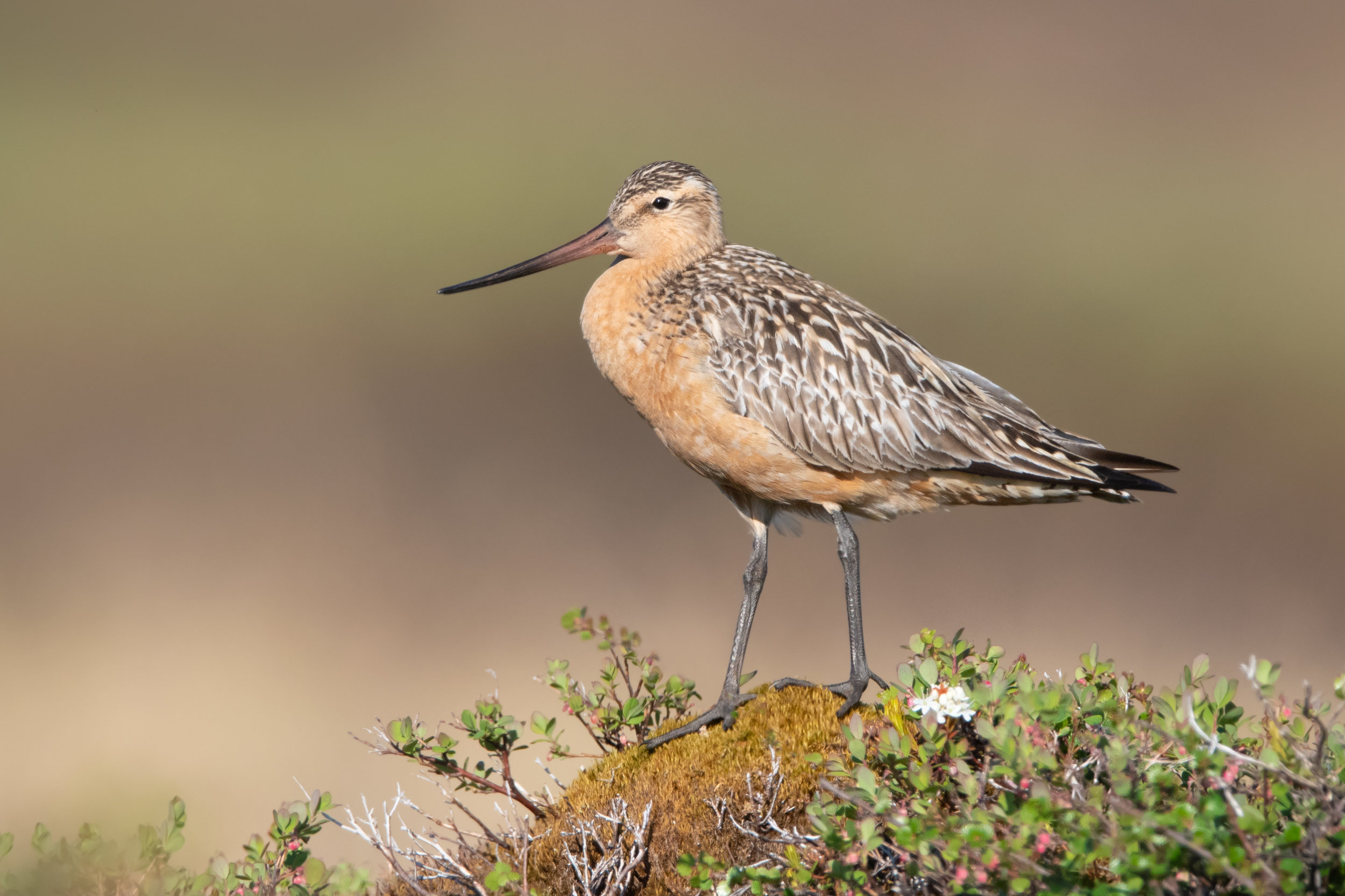 bar-tailed_godwit_DSC_2406b.jpg