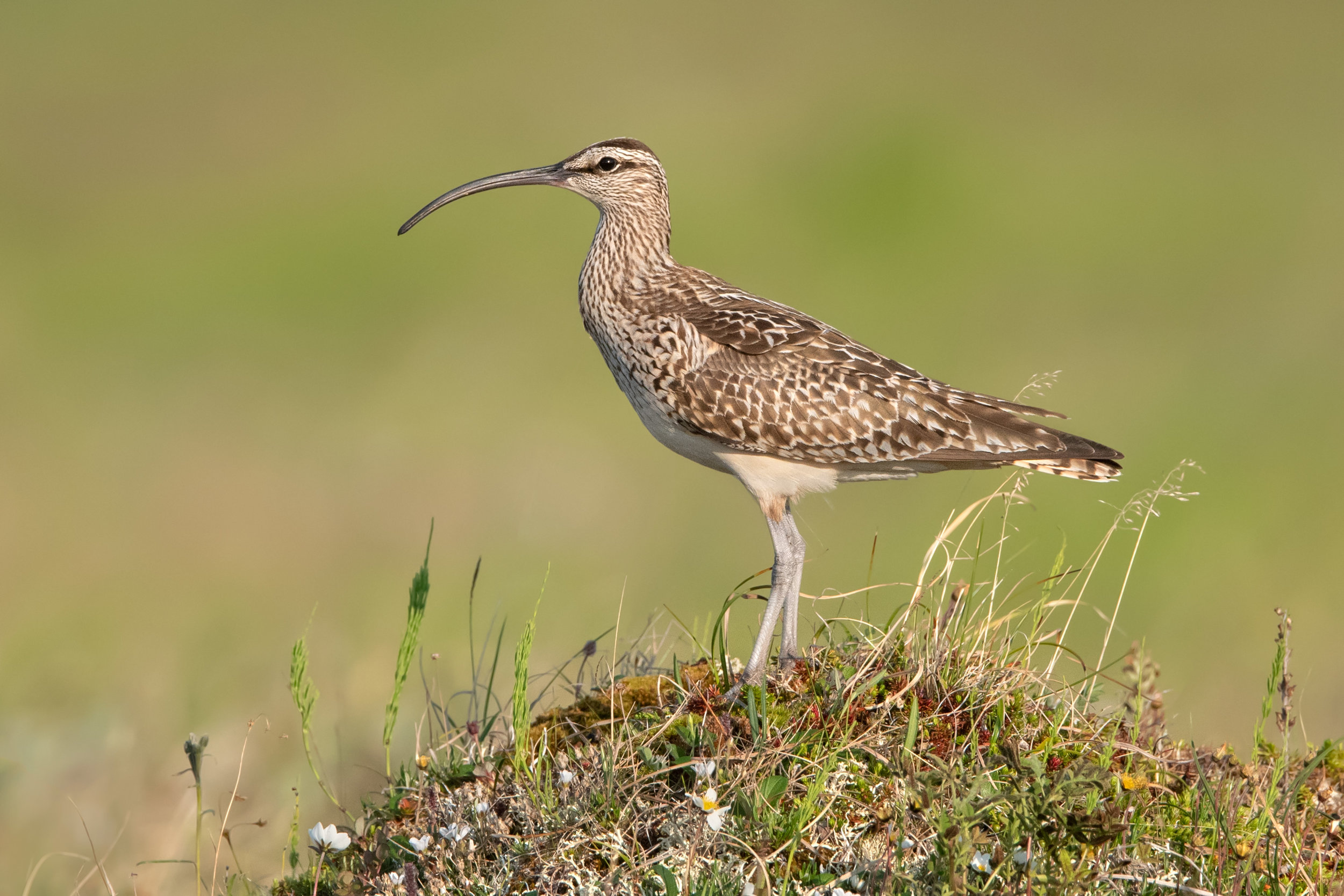 bristle-theighed_curlew_3241b.jpg