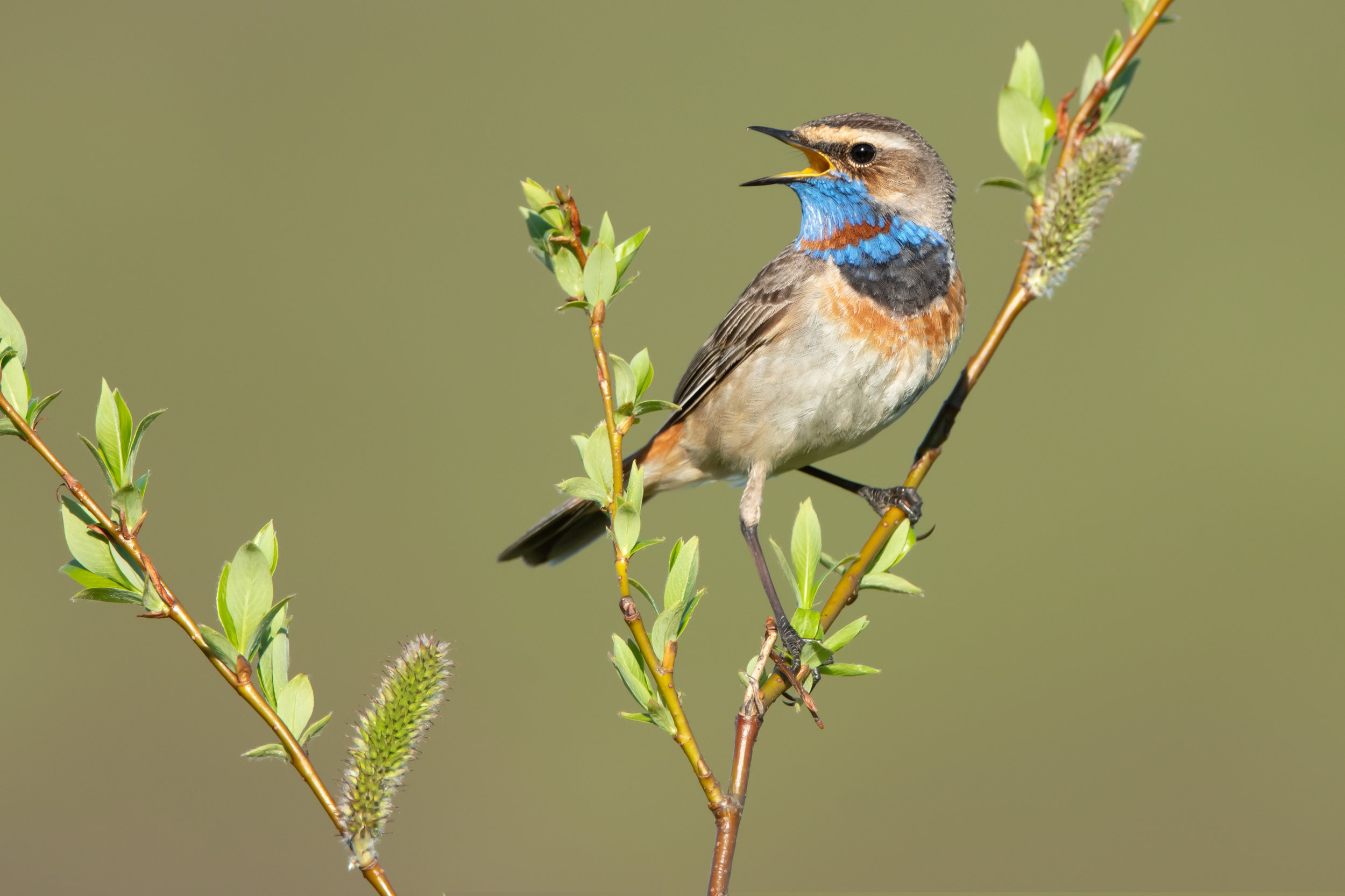 bluethroat_003_1466c.jpg