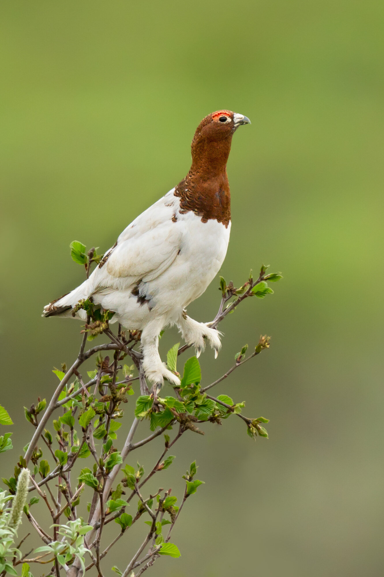 willow_ptarmigan_00399569b.jpg