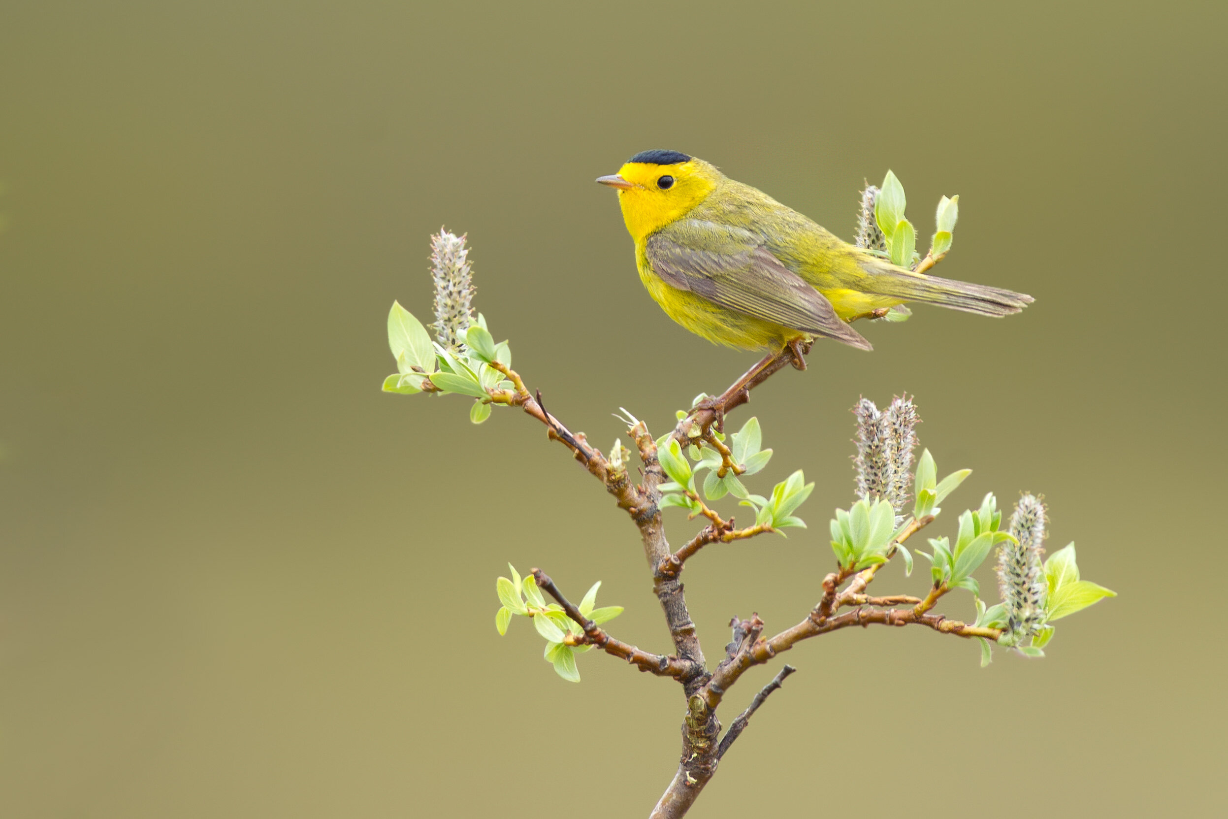 wilsons_warbler_00390122b.jpg