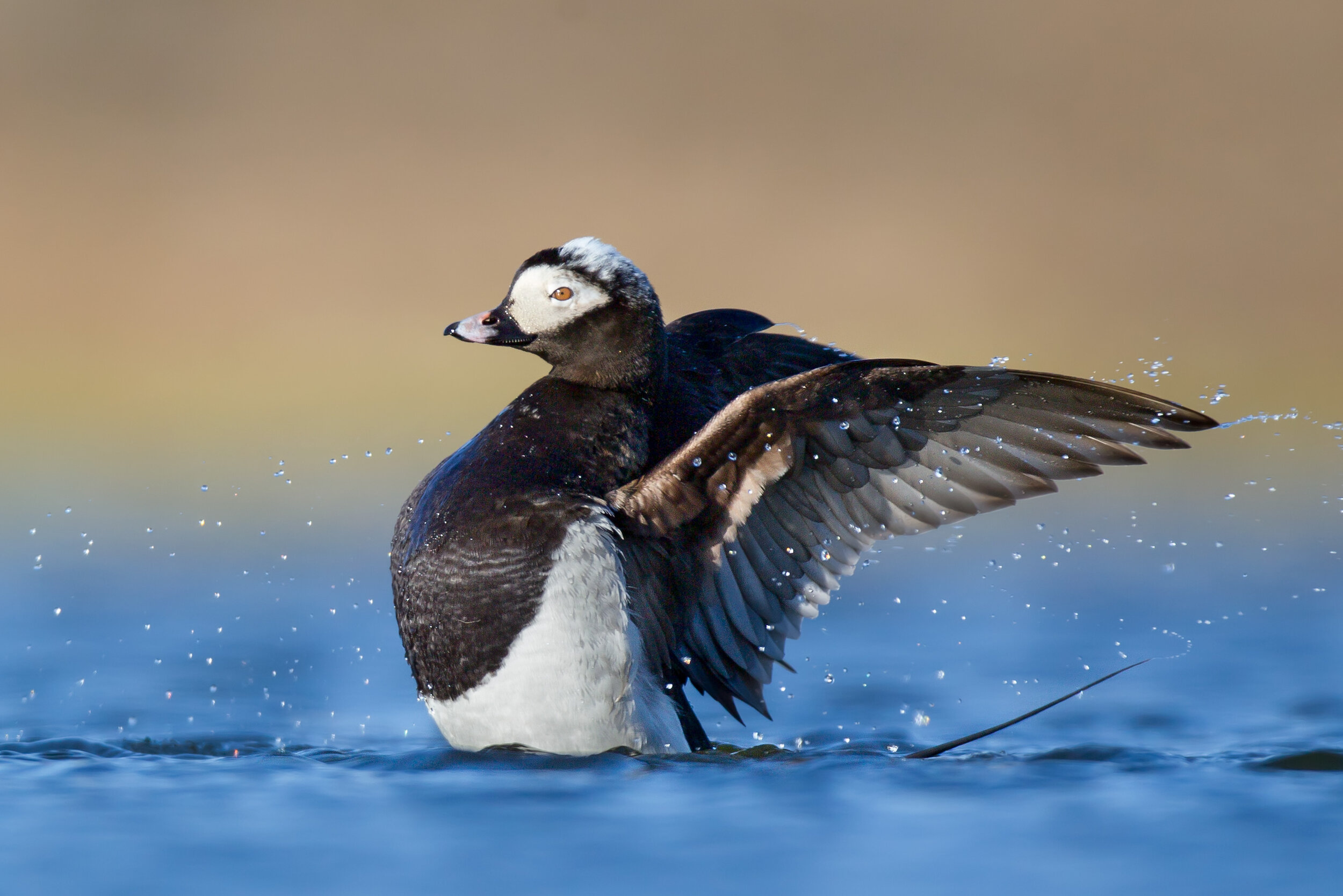 long-tailed_duck_00391931c.jpg