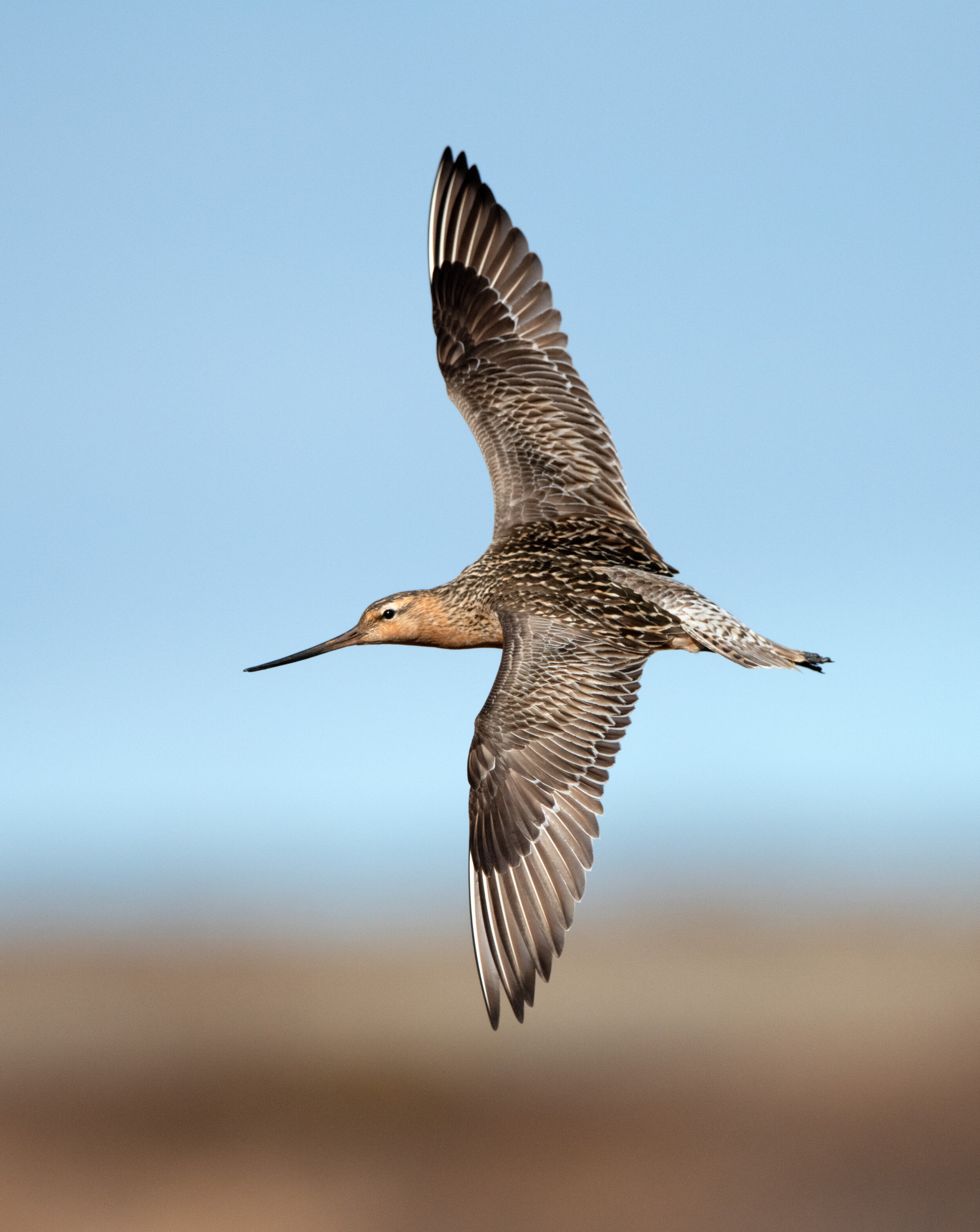 bar-tailed_godwit_DSC_6910b.jpg