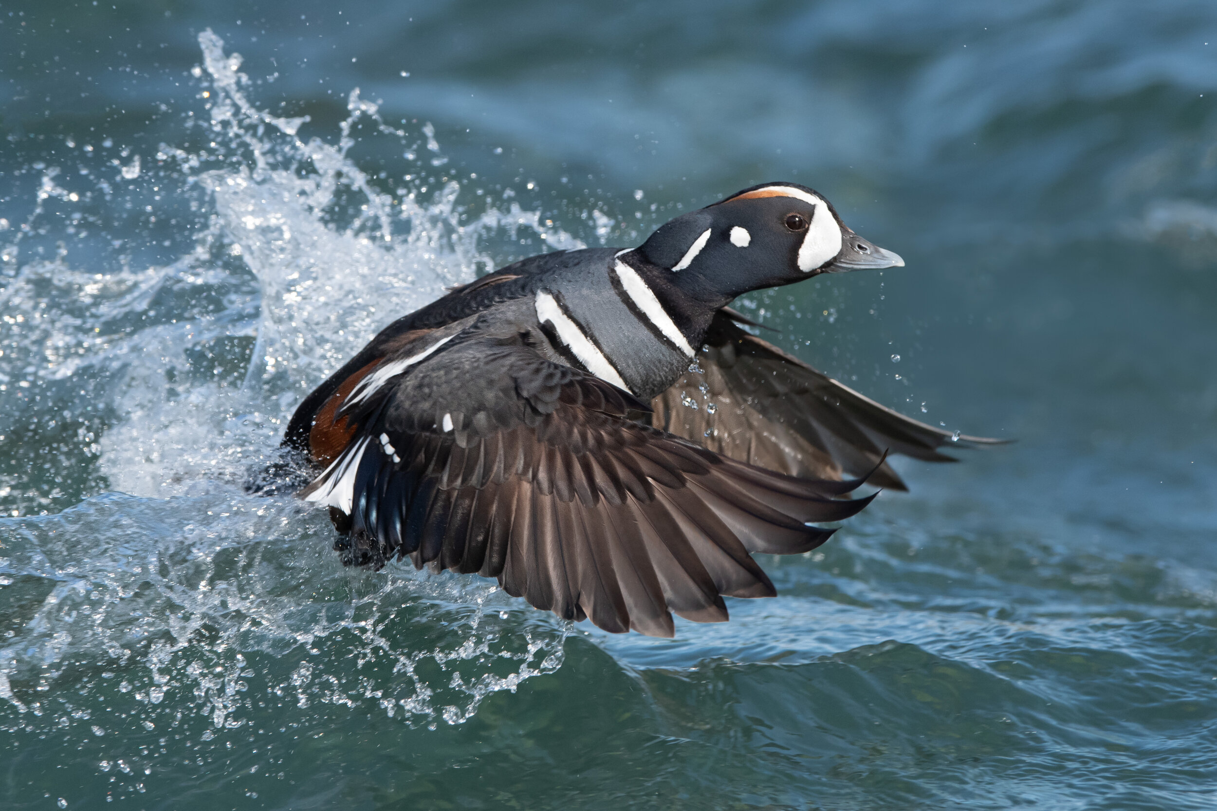 harlequin_duck_DSC_1173-c.jpg