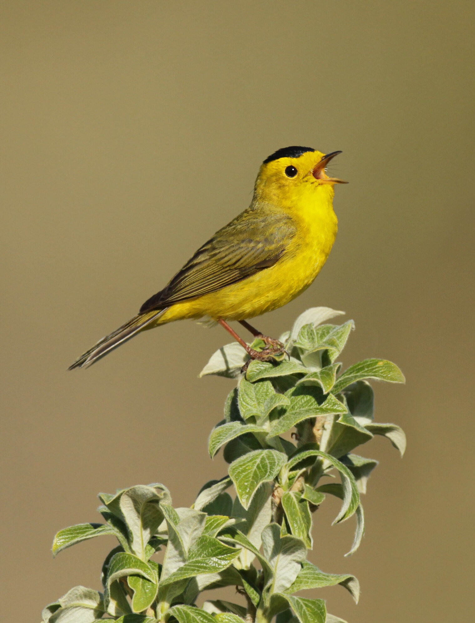 wilsons_warbler_EI8C0230331c.jpg