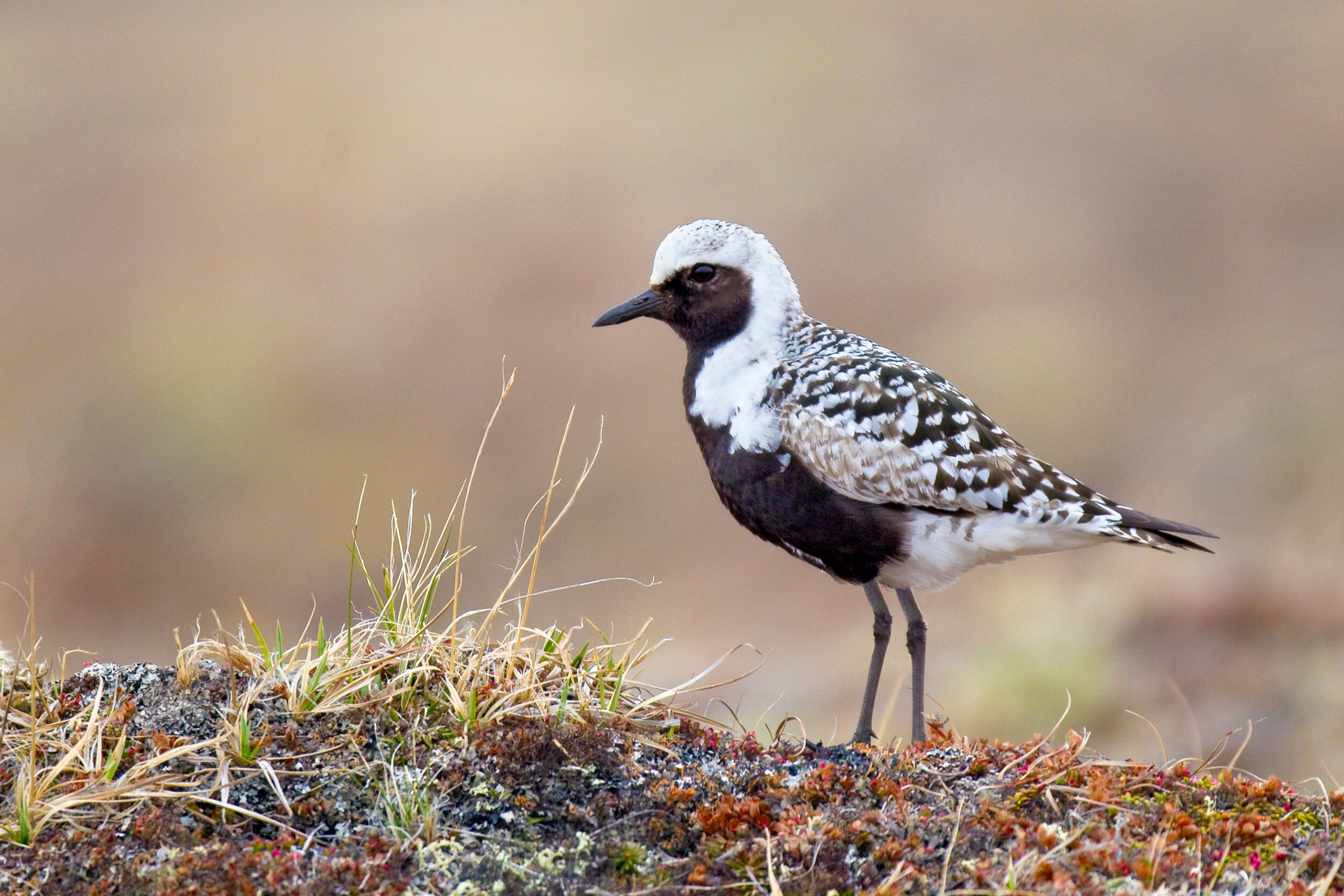 black-bellied_plover_EI8C0230673b.jpg