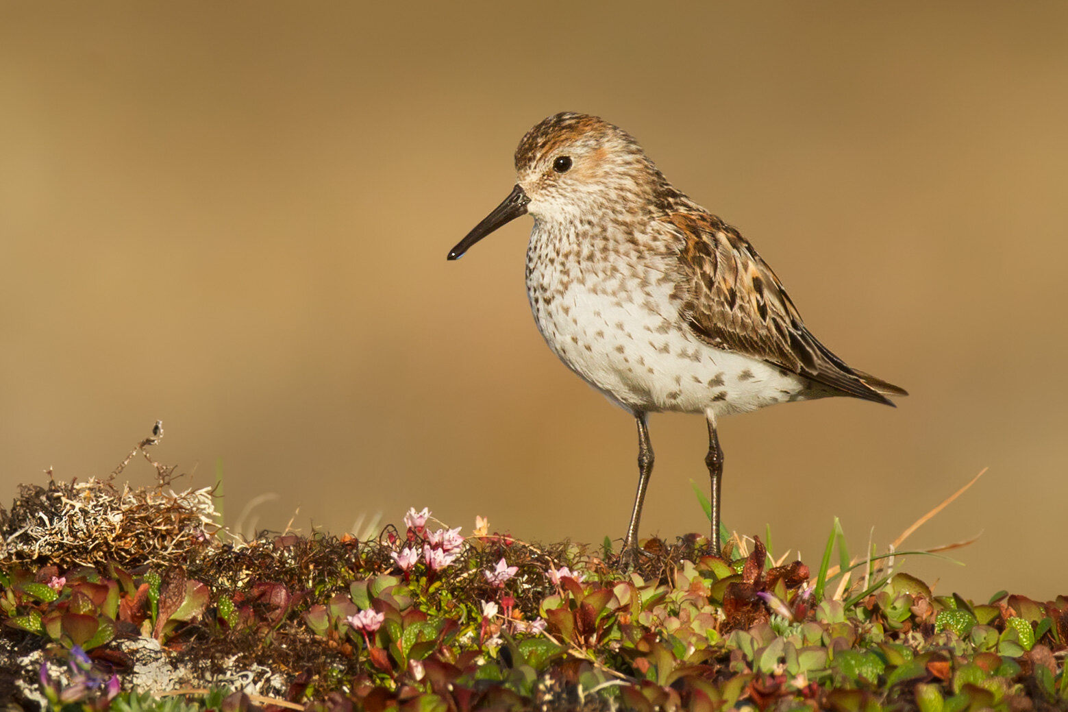 western_sandpiper_USA_Alaska_00406915b.jpg