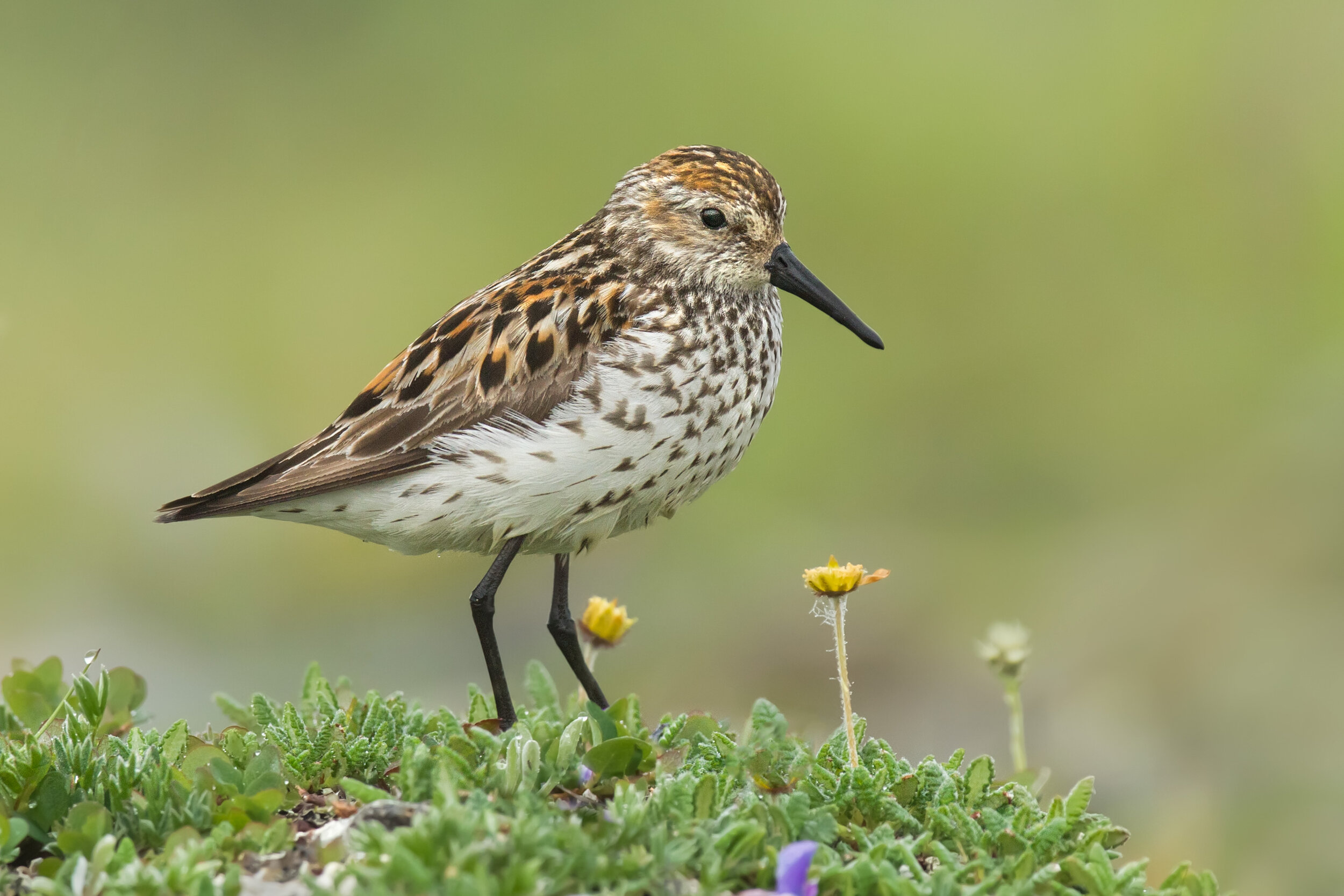 western_sandpiper_EI8C0326176b.jpg