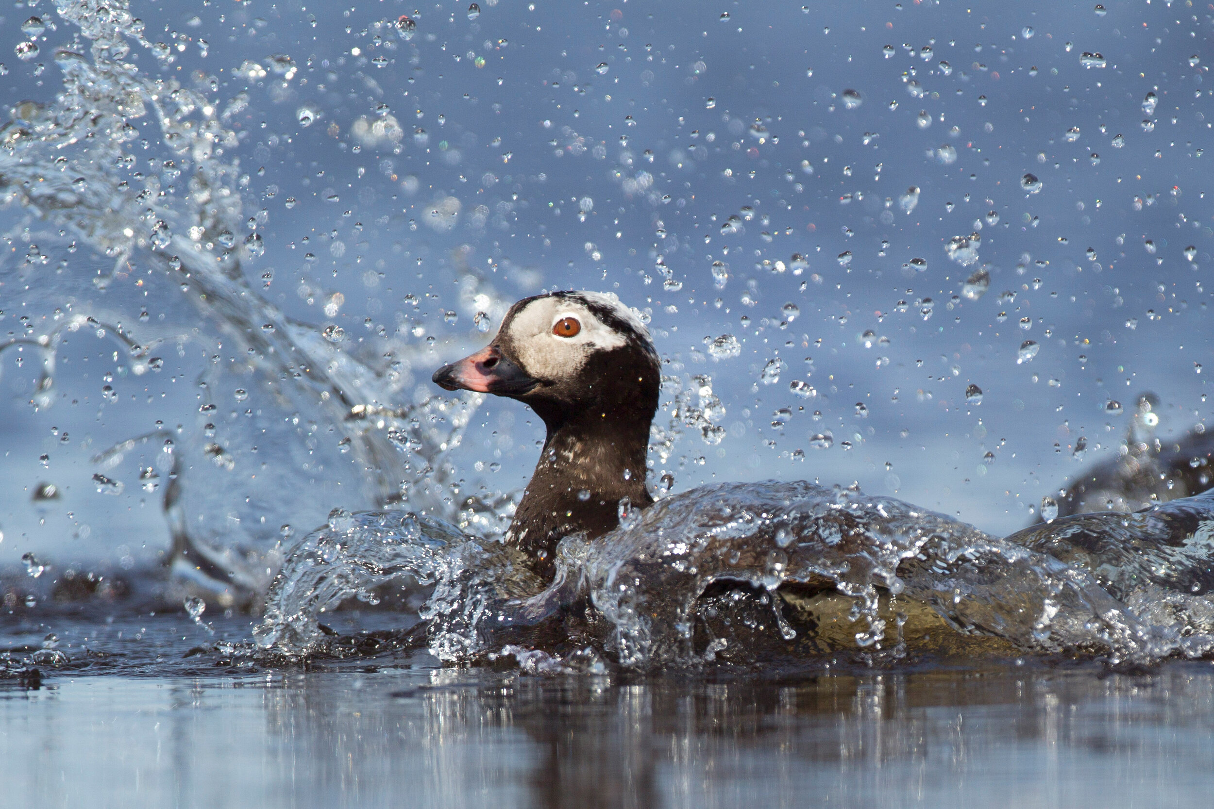 long-tailed_duck_0040000b.jpg