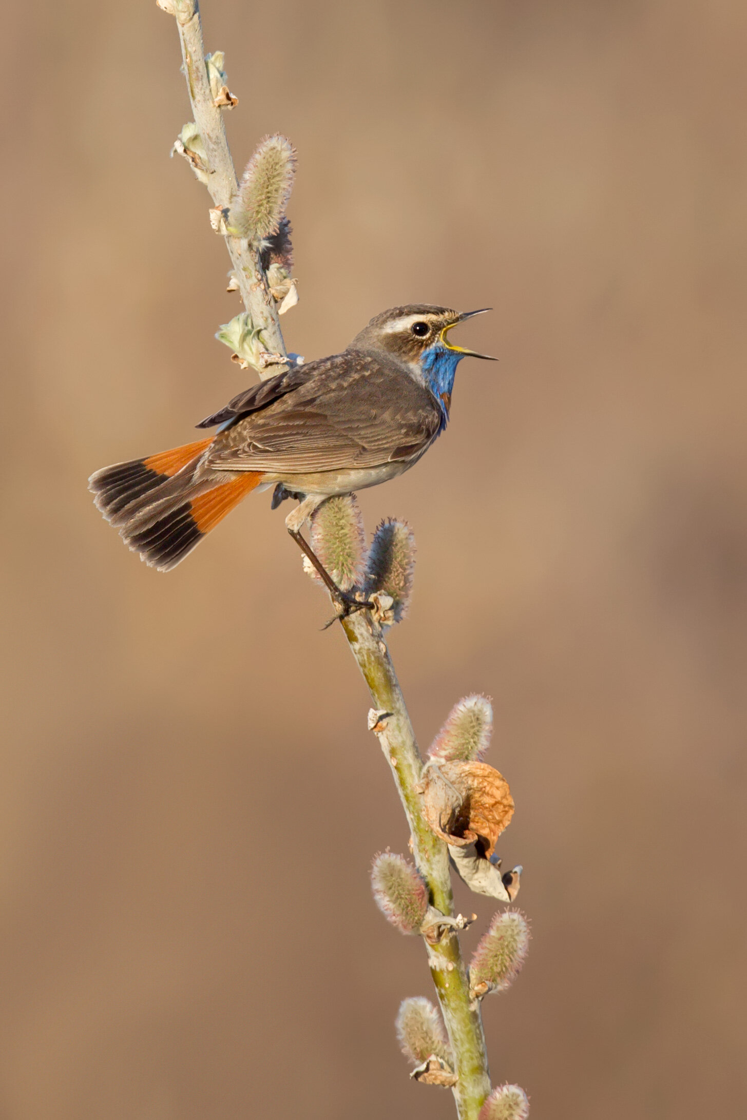 bluethroat_00449272b.jpg