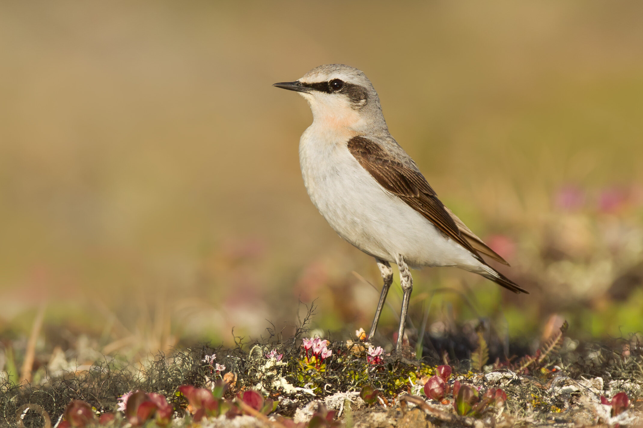 northern_wheatear_0040N0000537-2b.jpg