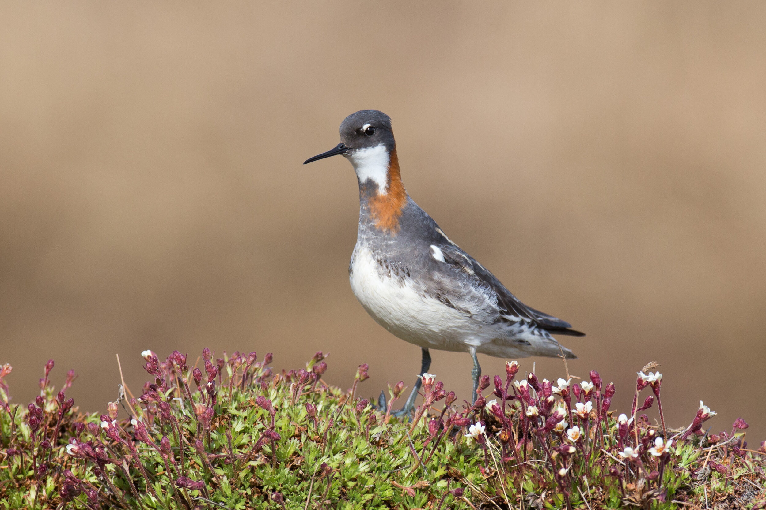 red-necked_phalarope_IMG_6697b.jpg