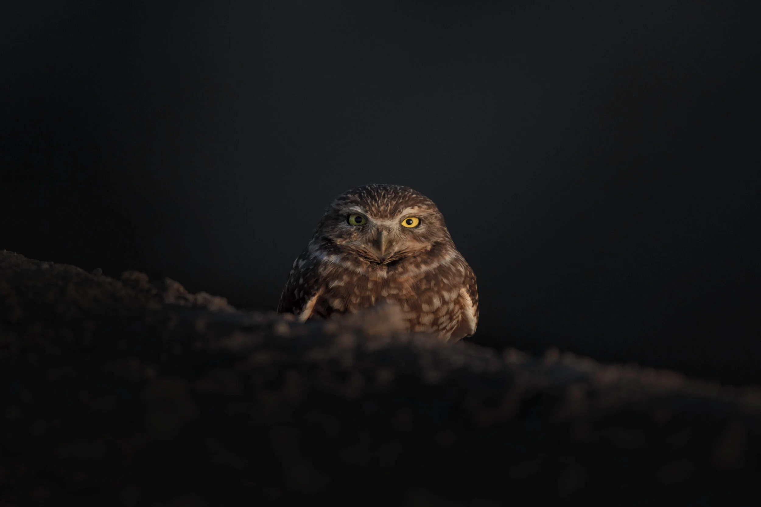 burrowing_owl_00420565.jpg
