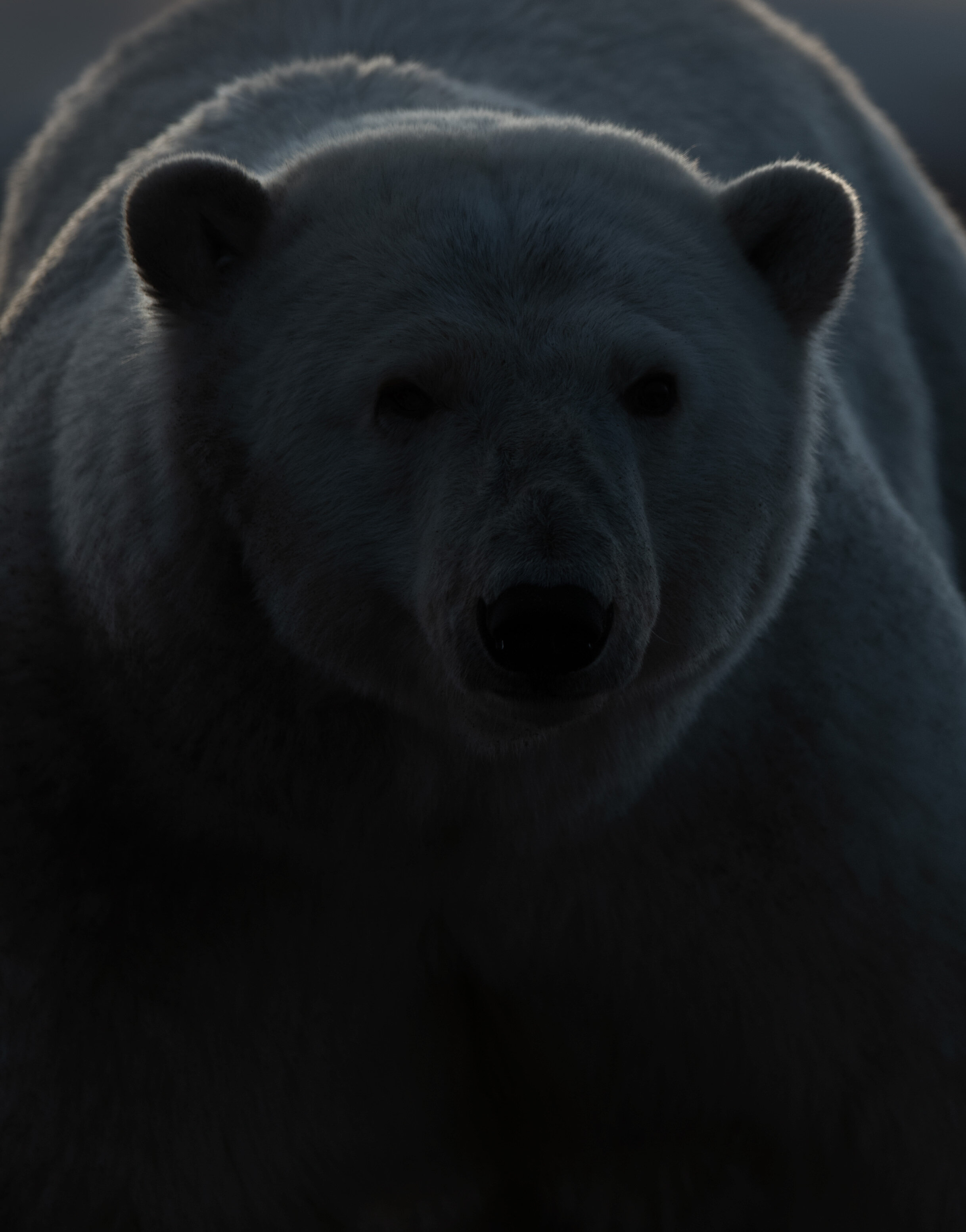 polar_bear_6932v2.jpg