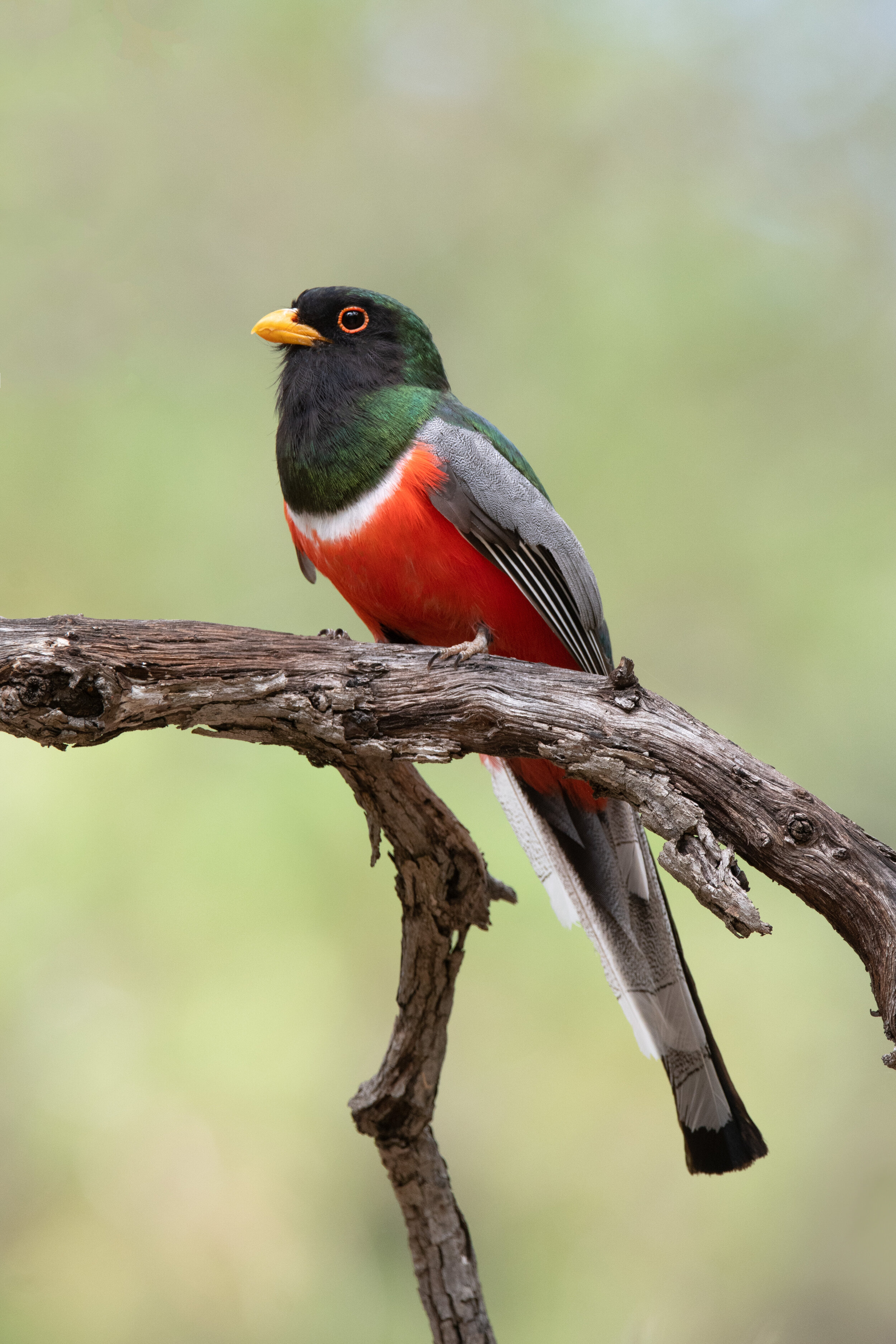 elegant_trogon_6972b.jpg