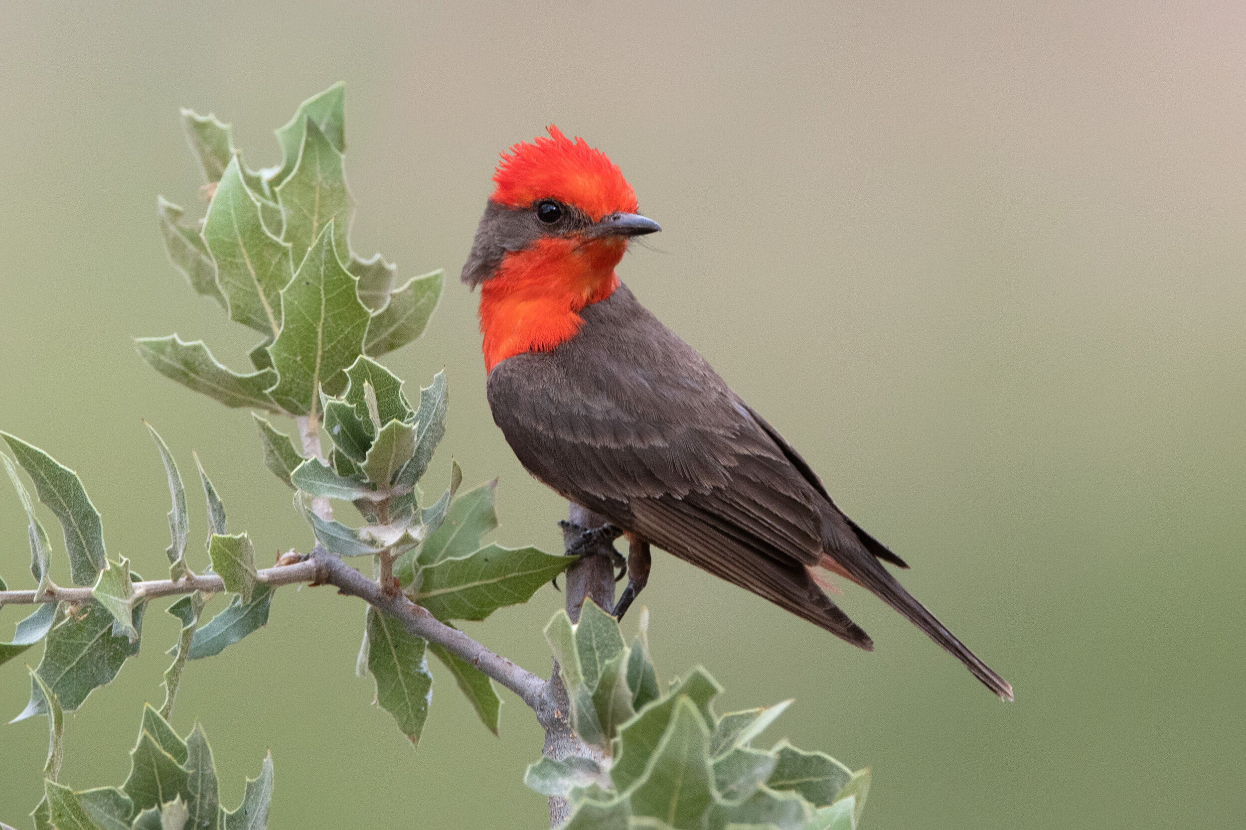 vermilion_flycatcher_DSC_6646.jpg